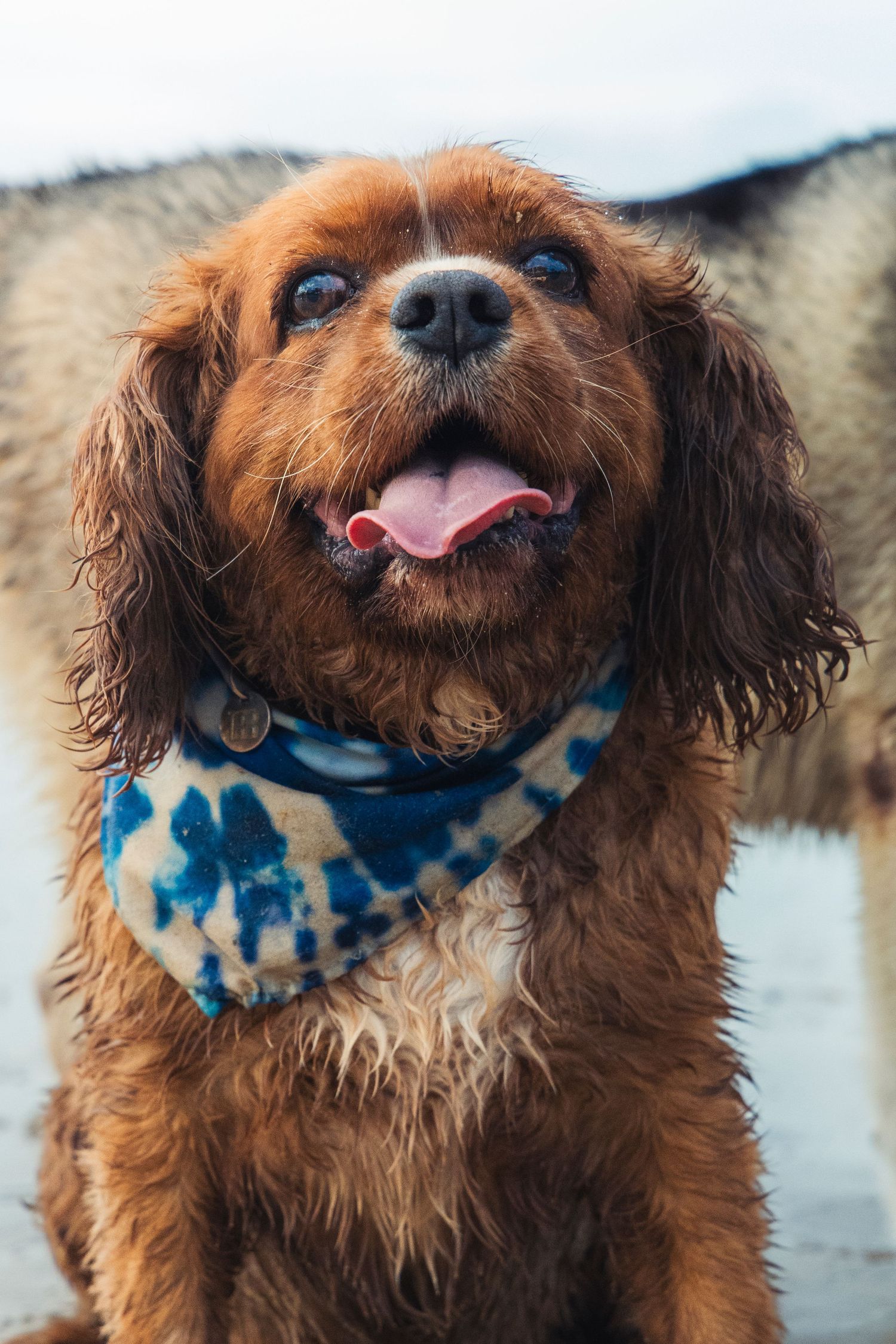 A dog on a beach