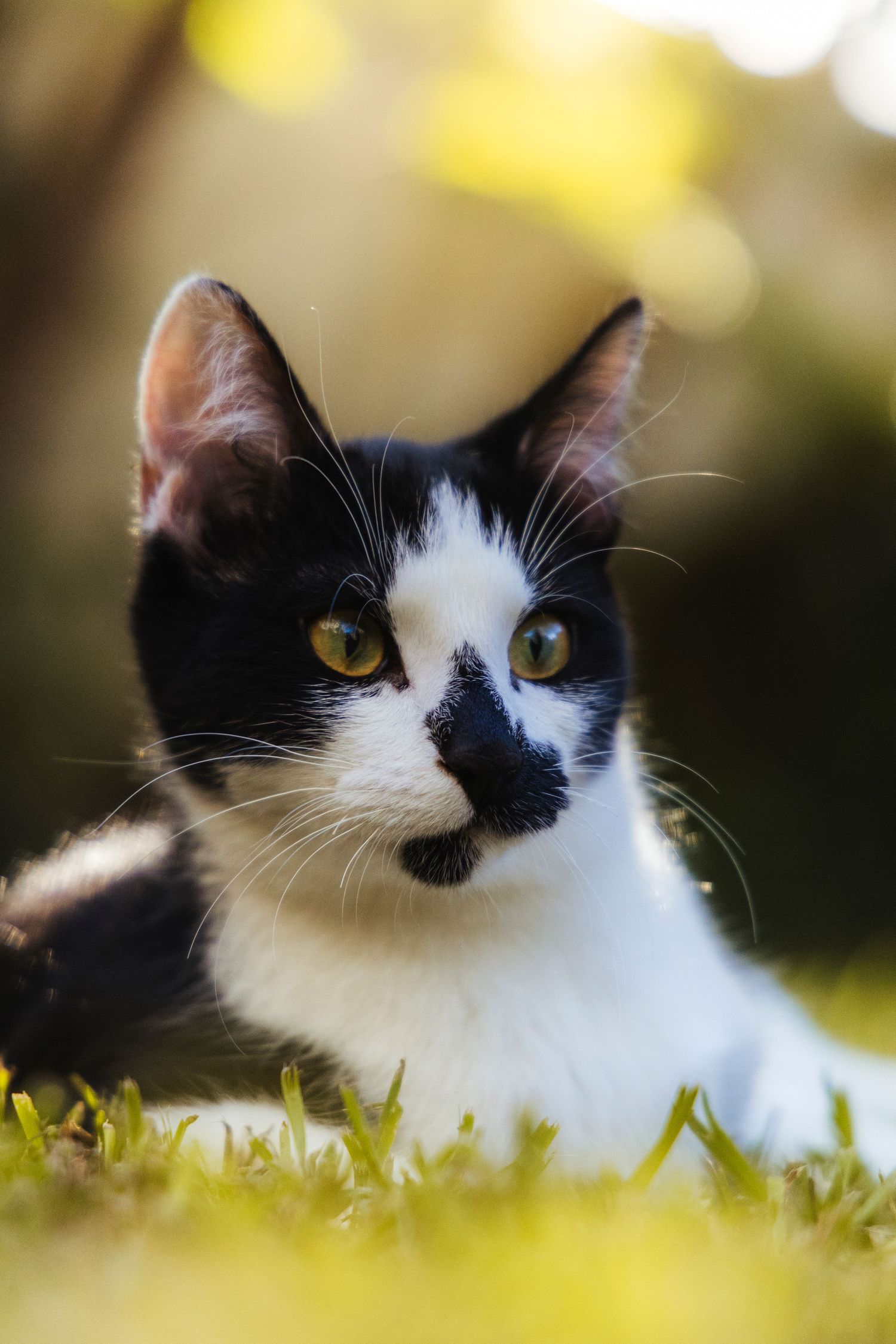 A cat in a garden