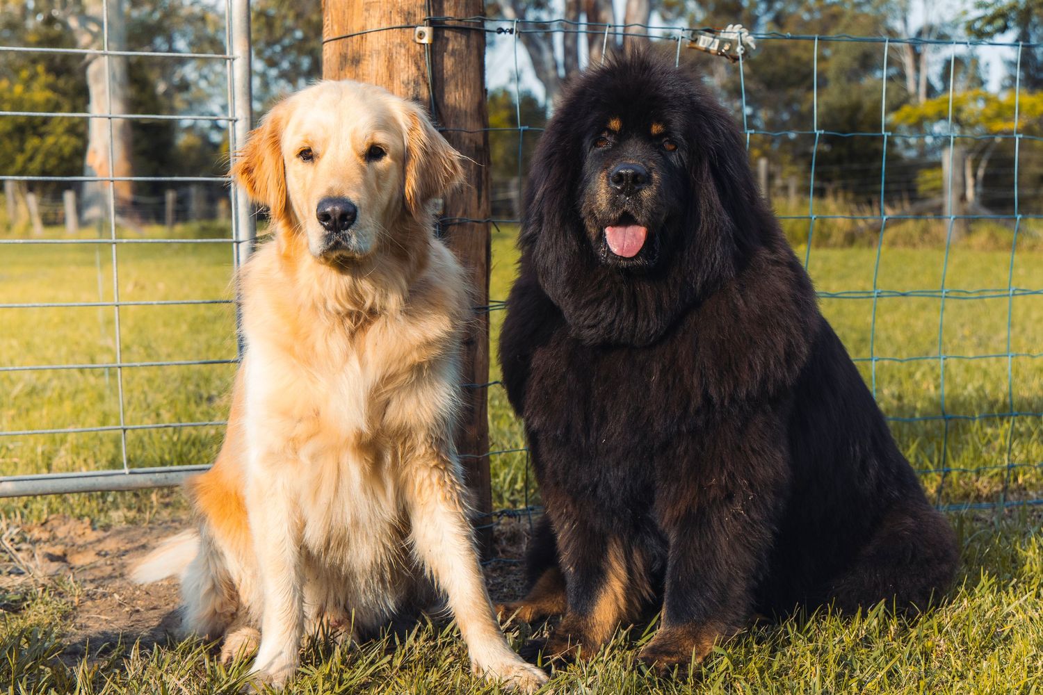 Two dogs on a farm
