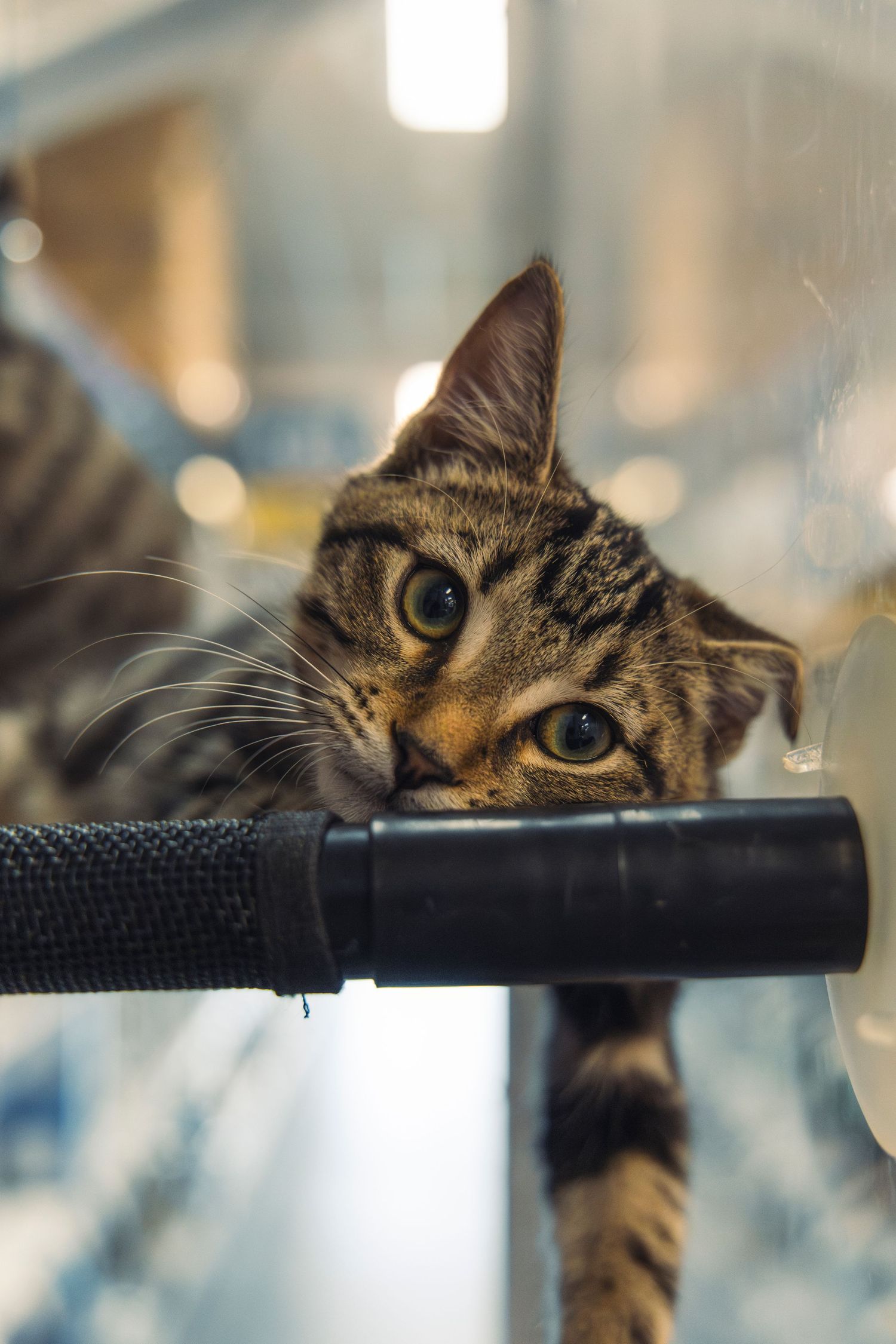 A cat resting on a platform