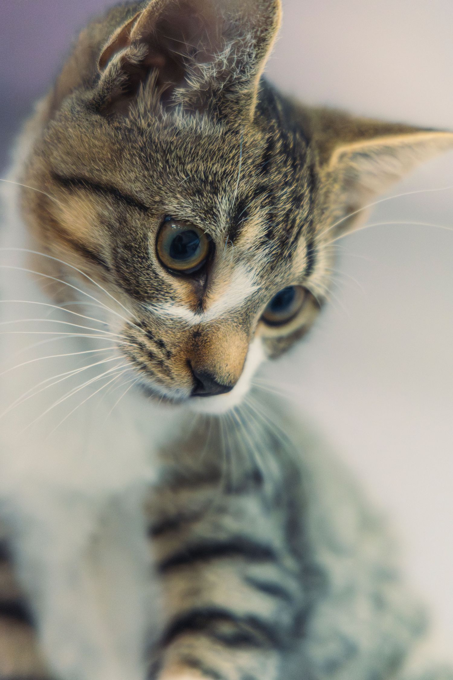 A cat