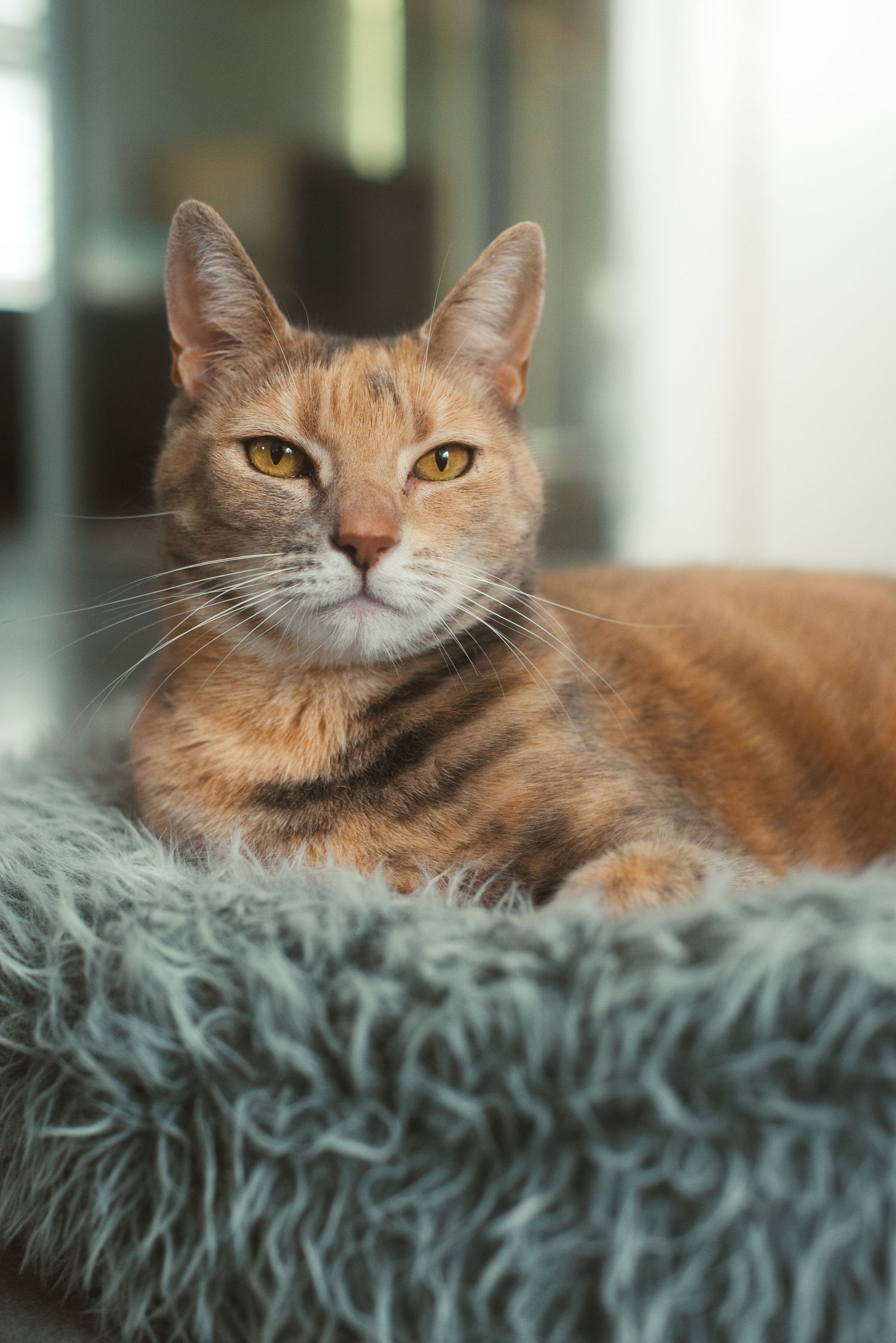 A cat