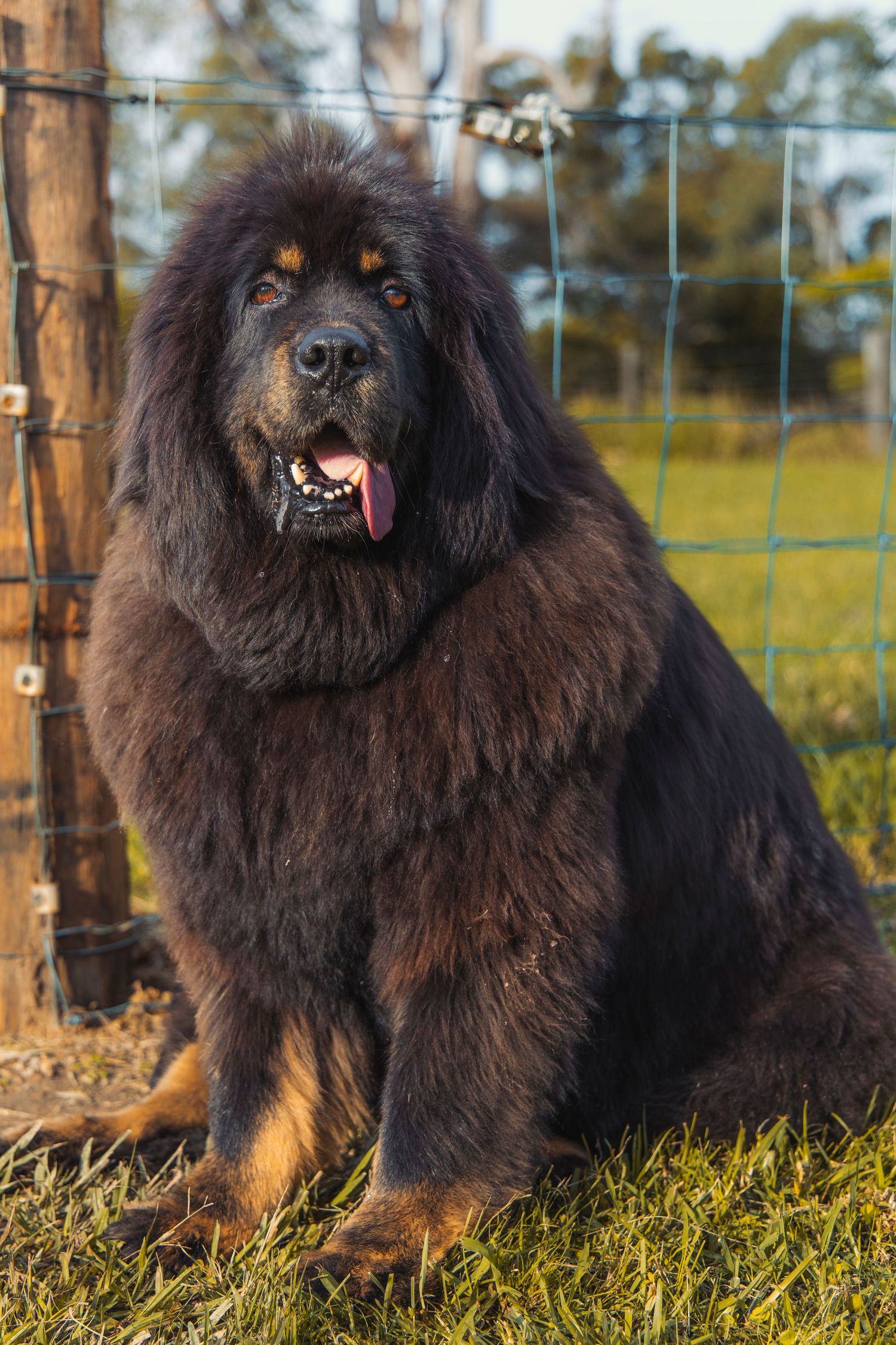 A dog on a farm