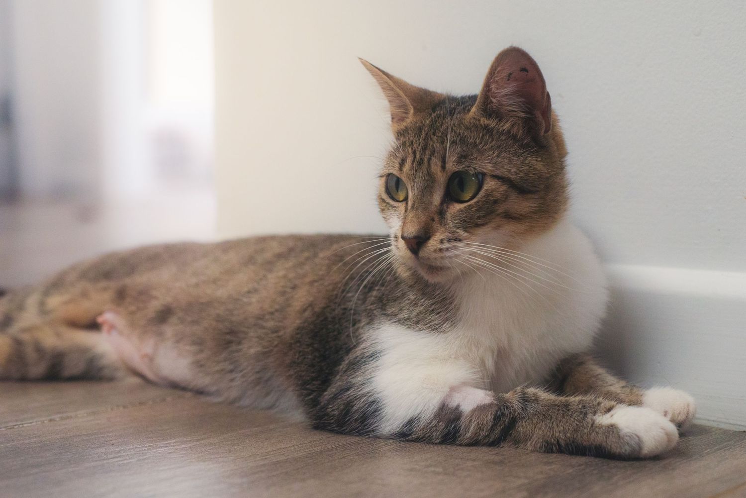 A cat