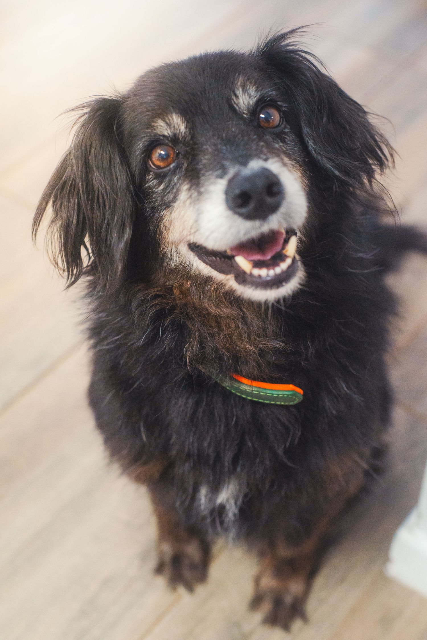 A dog