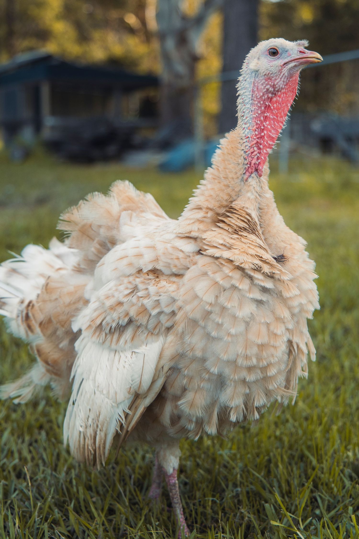 A turkey on a farm