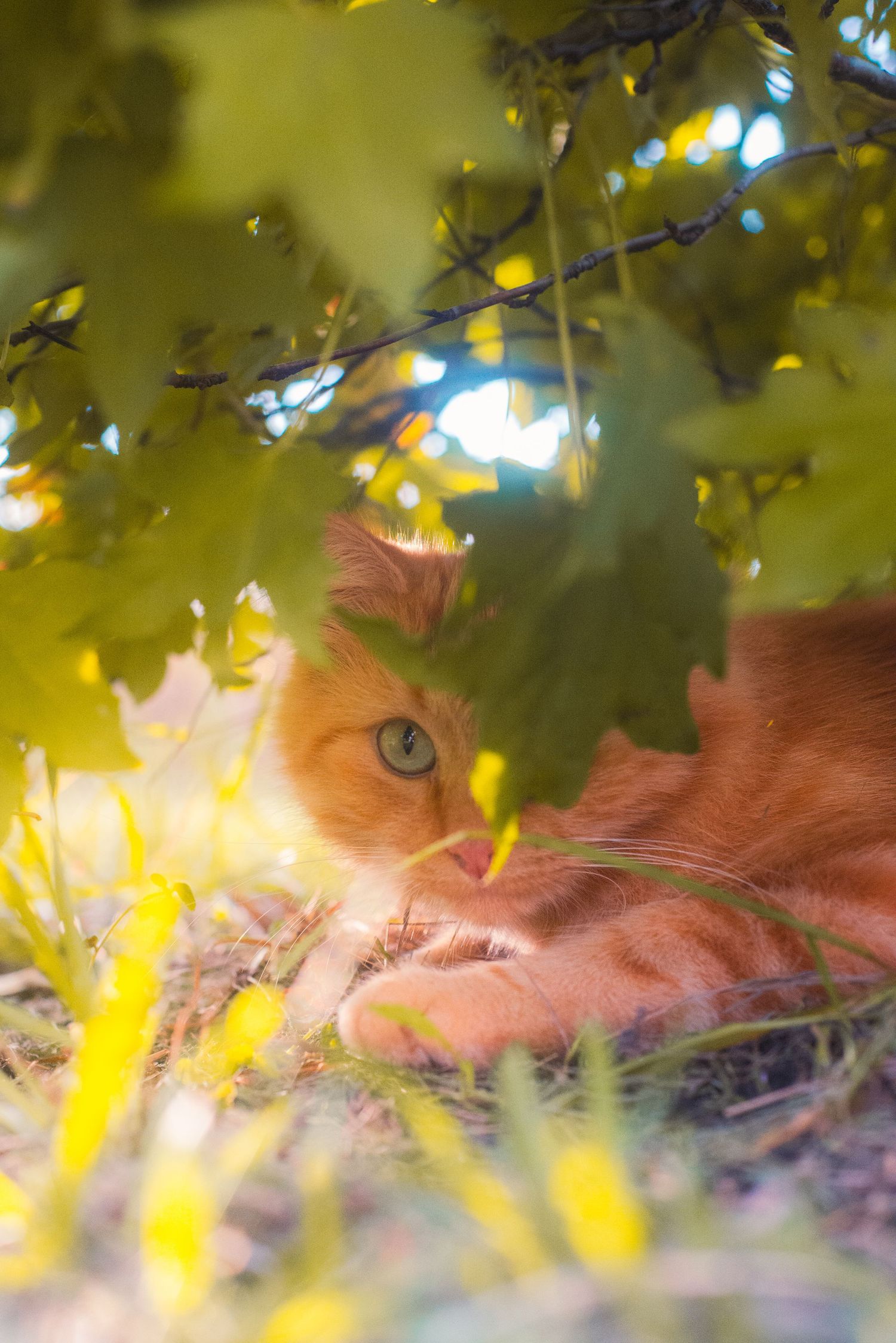 A cat in a garden