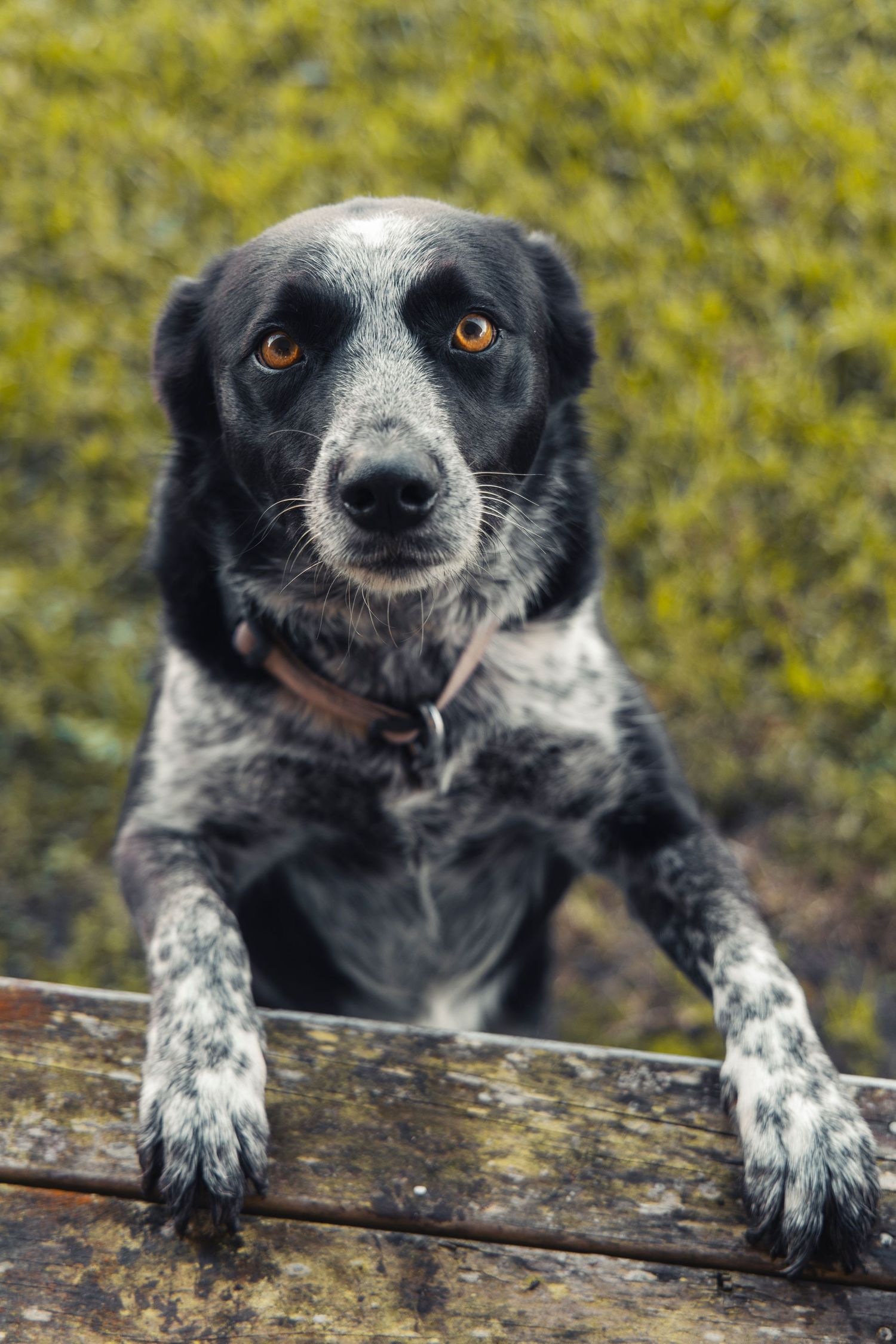 A dog on a farm