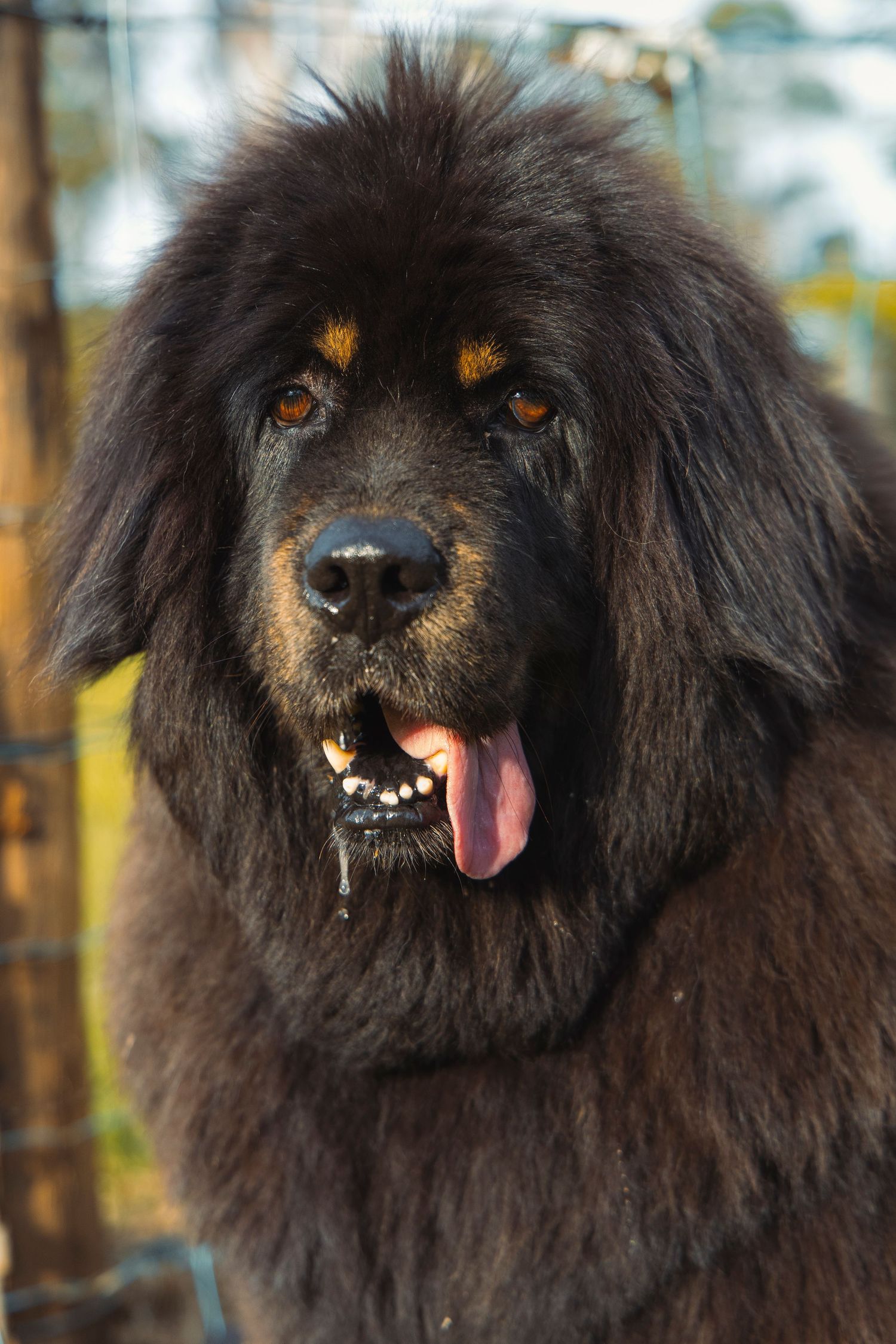 A dog on a farm