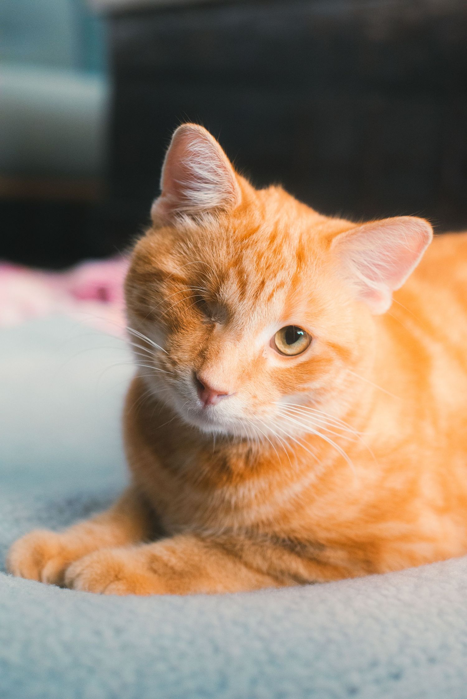 A cat