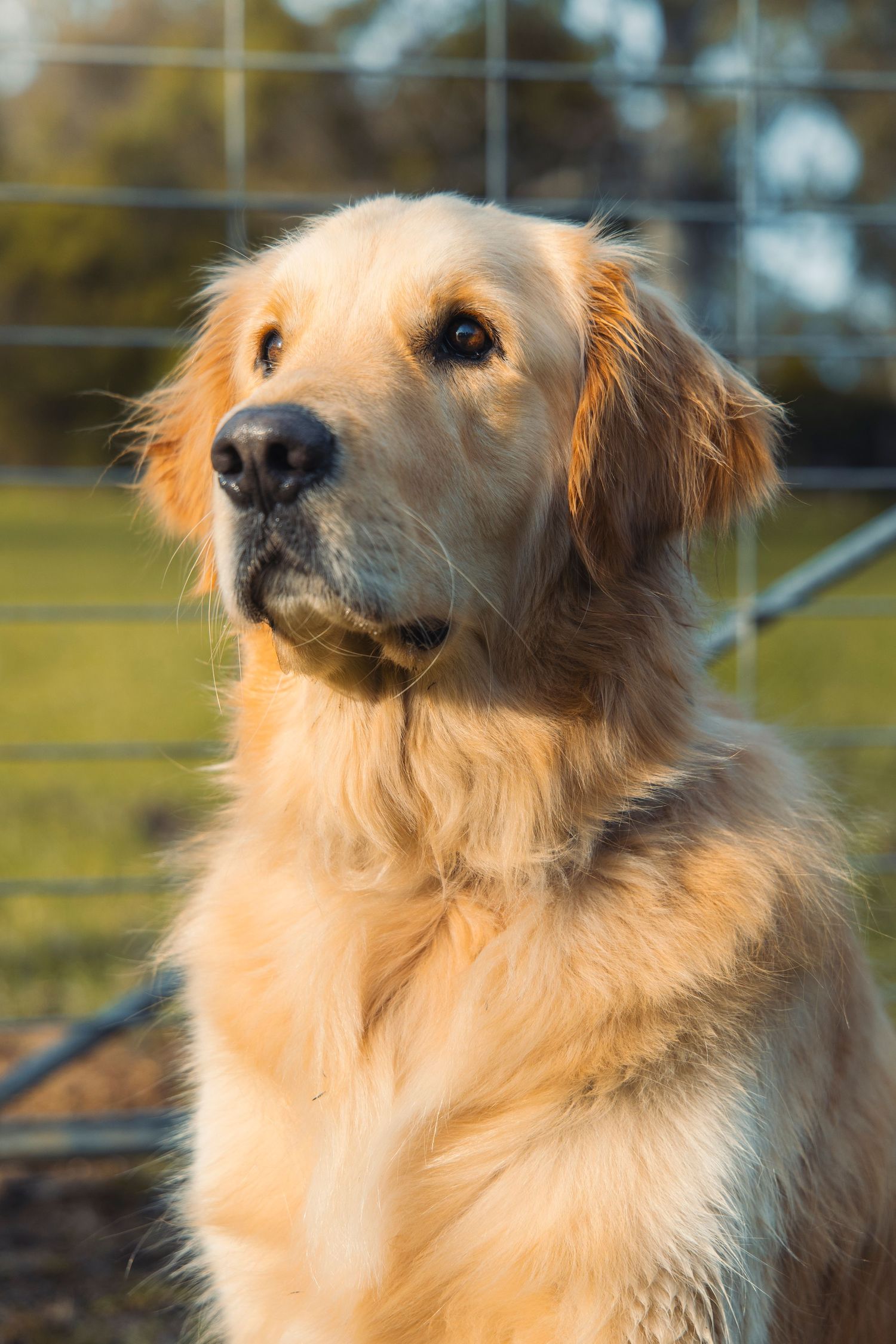 A dog on a farm