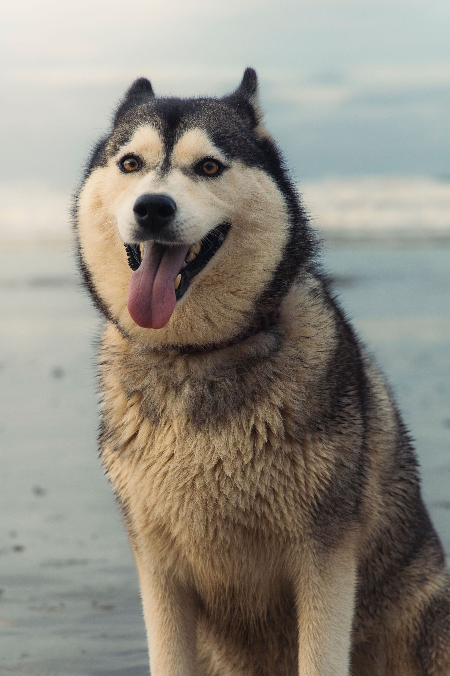 A dog on a beach