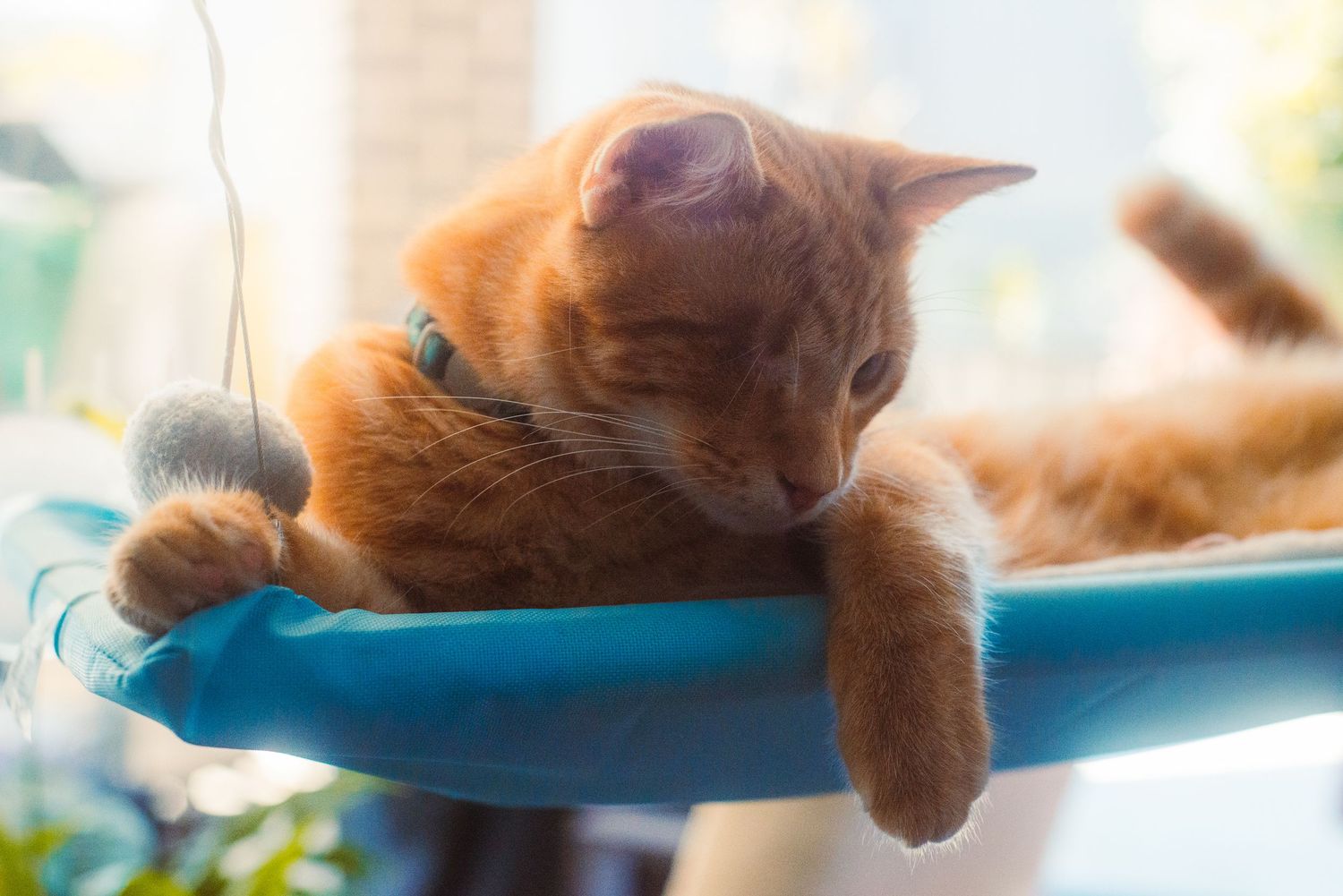 A cat resting on a platform