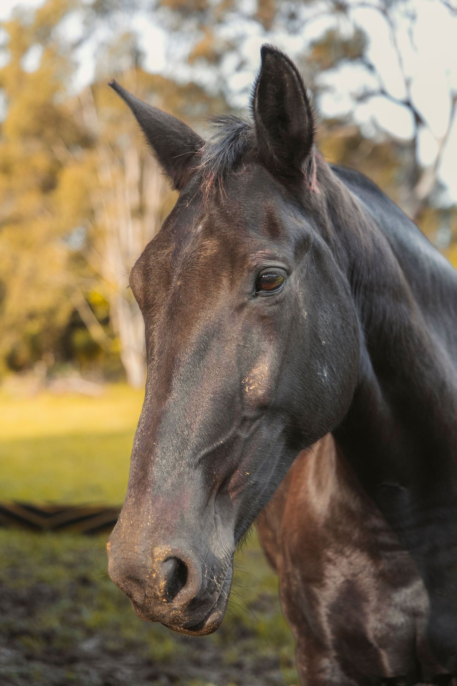A horse on a farm