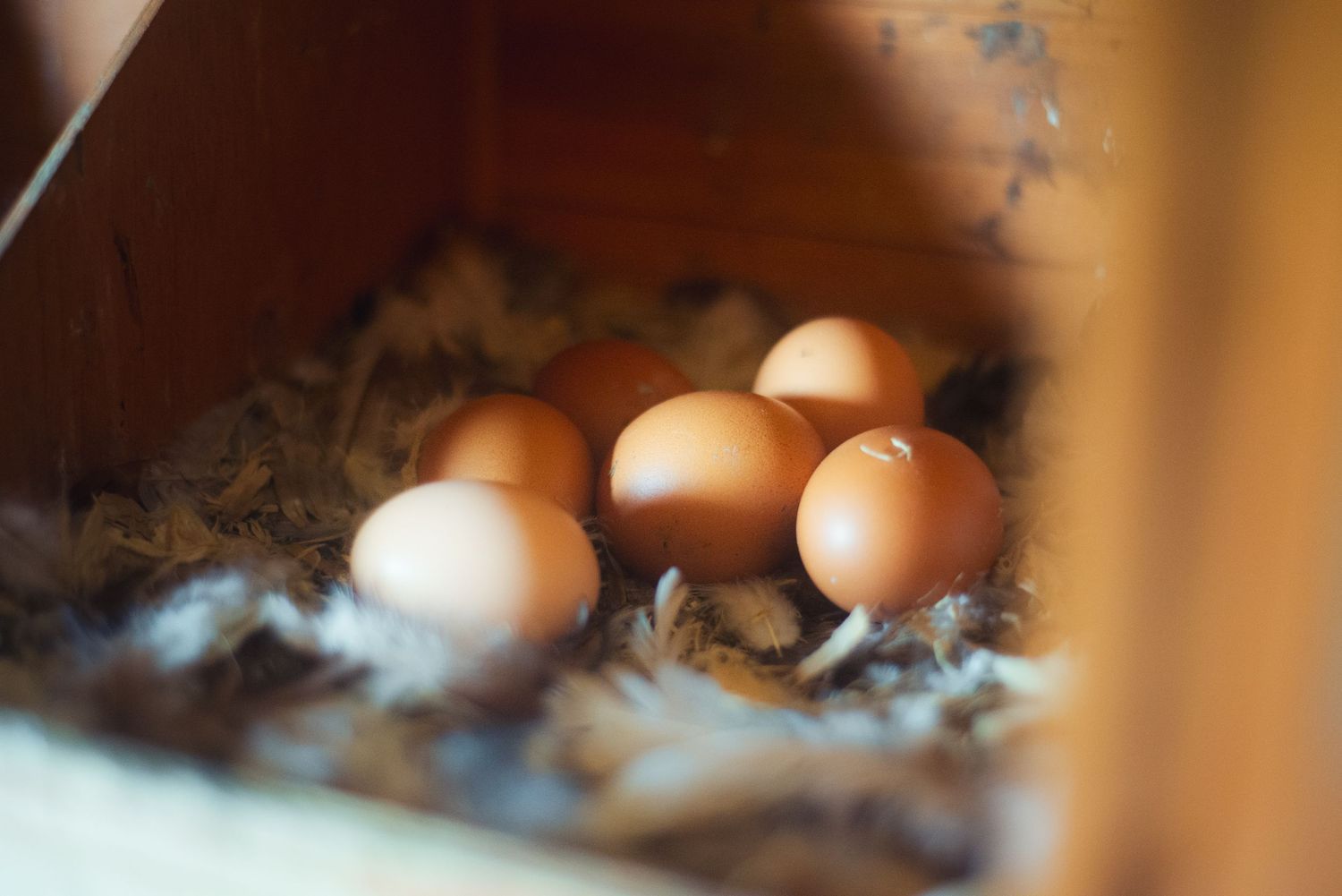 Eggs