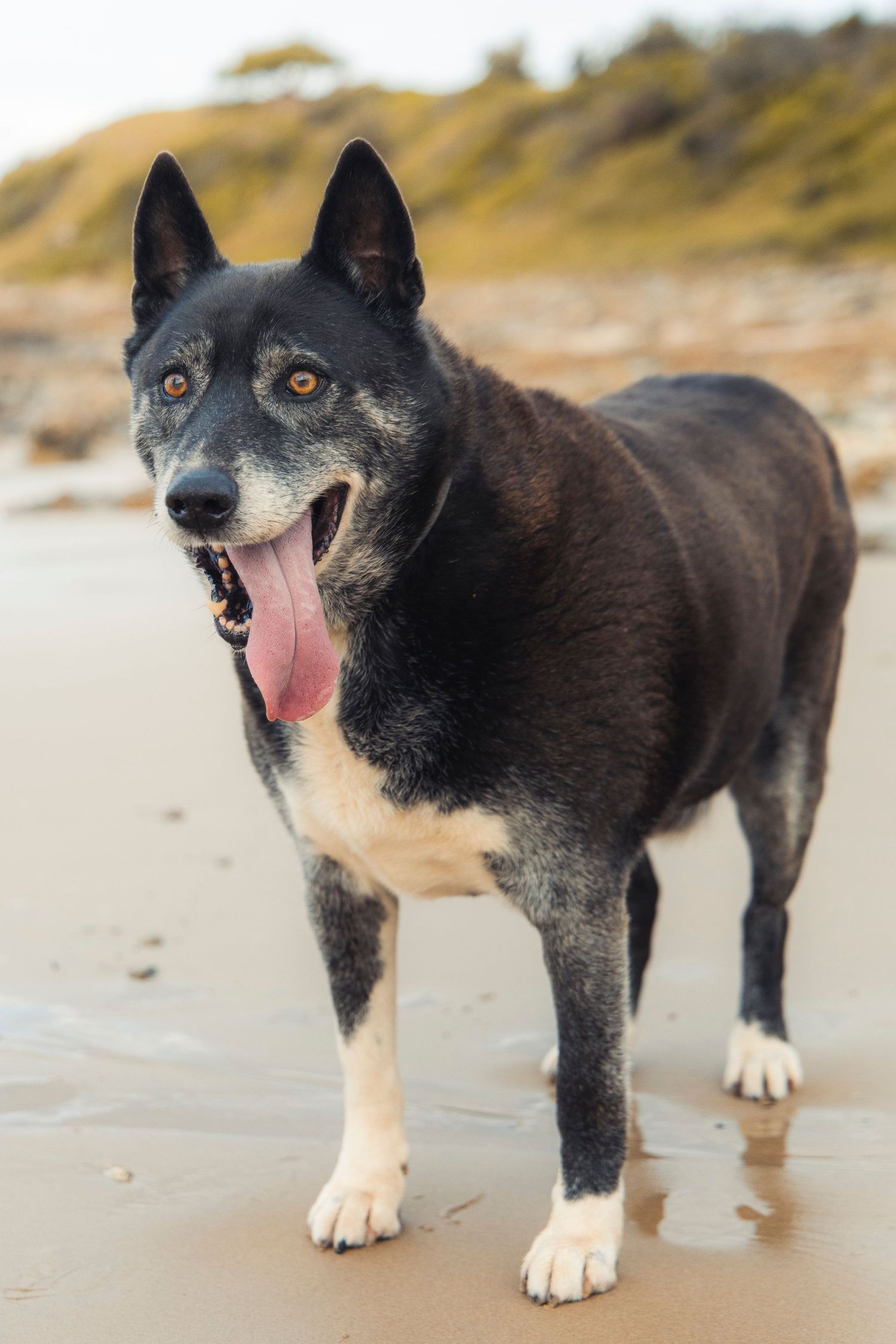 A dog on a beach