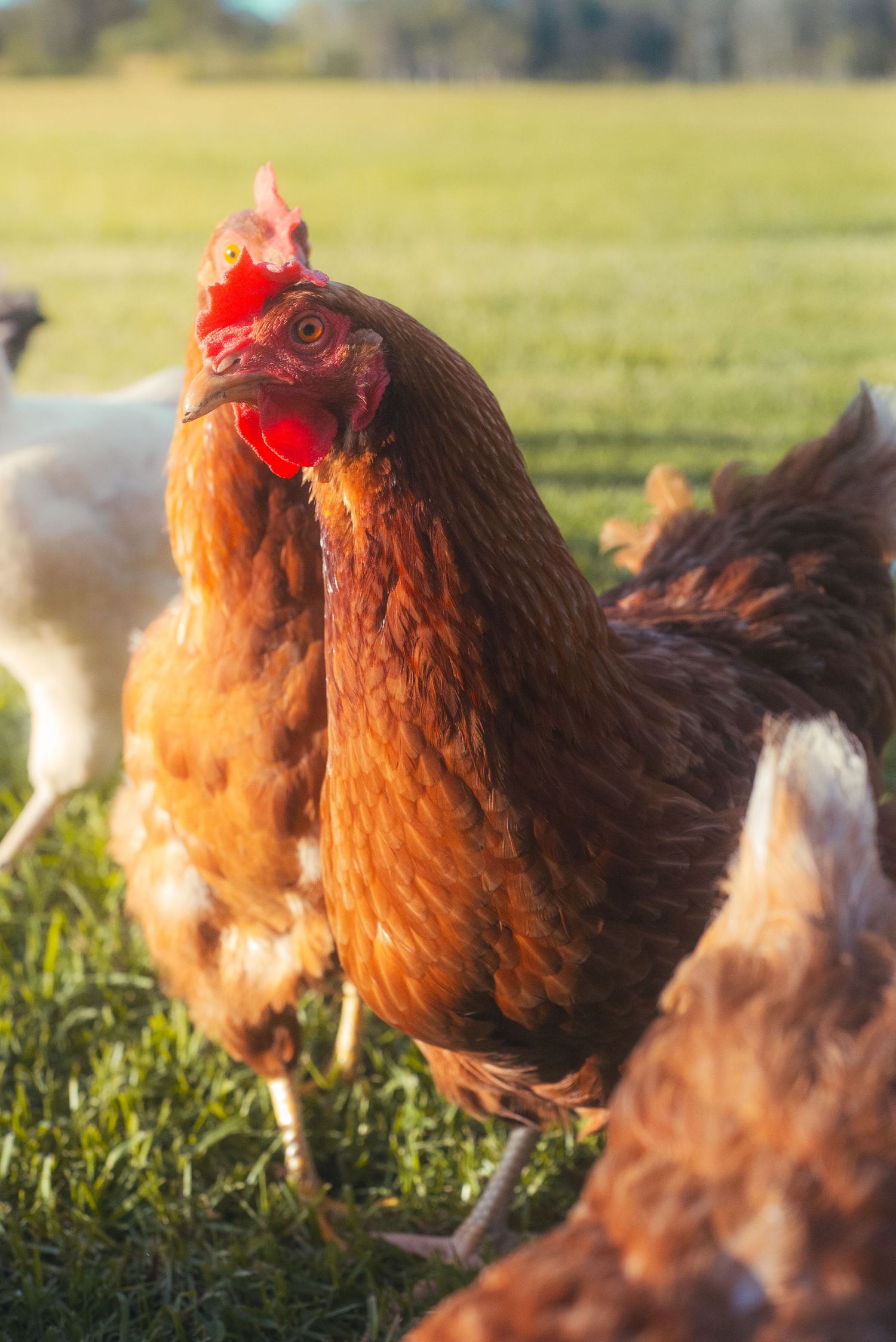 Some chickens on a farm