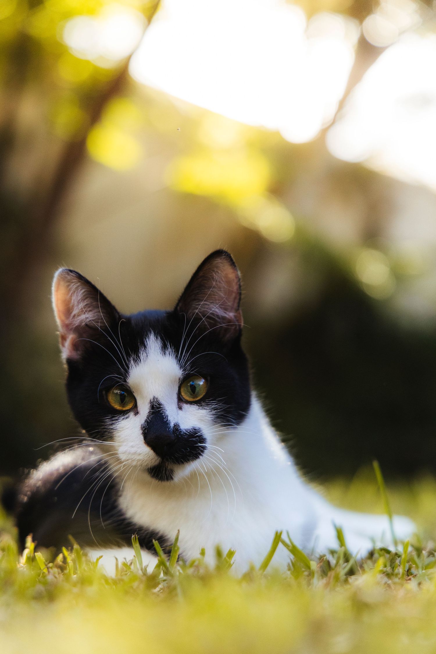A cat in a garden