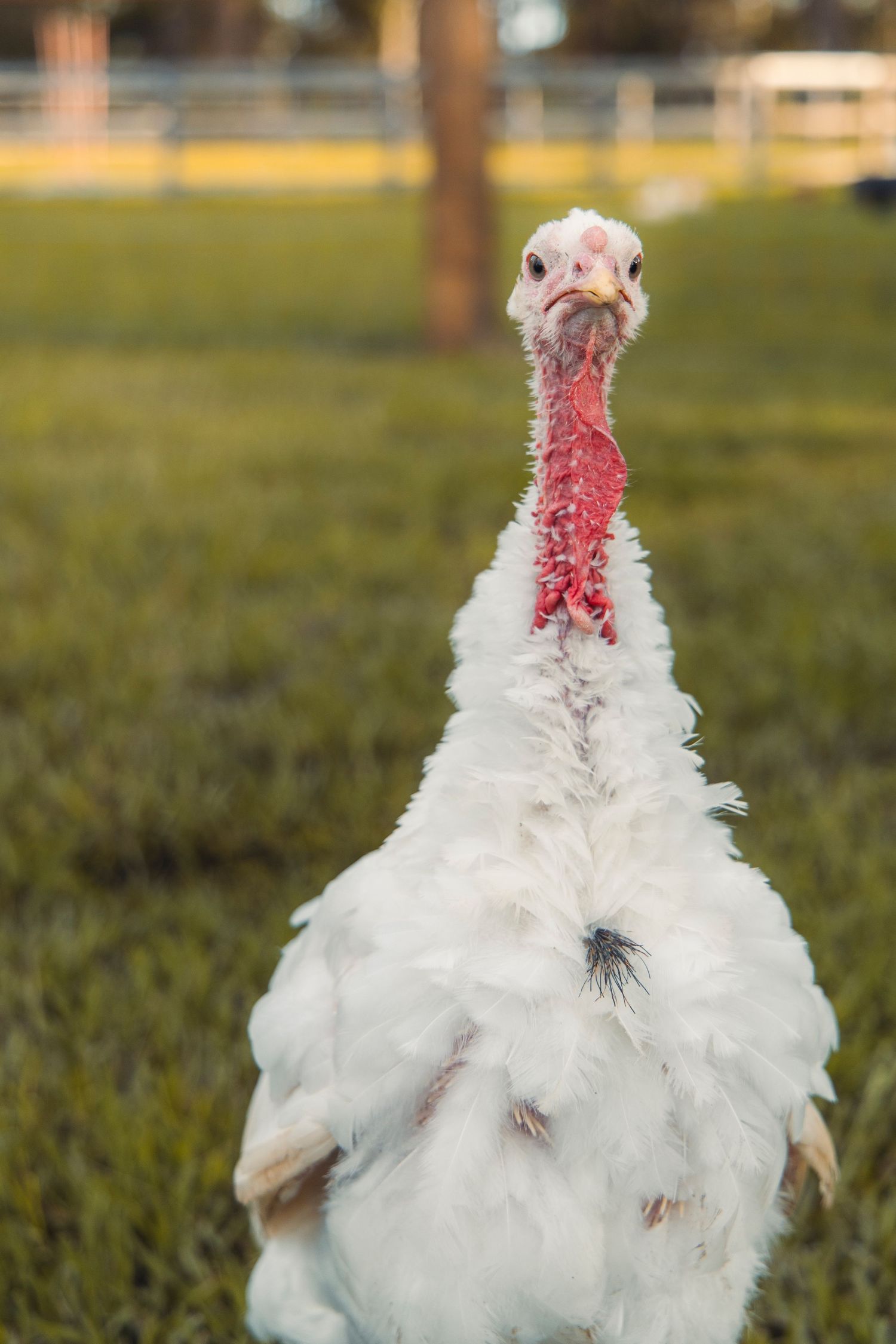A turkey on a farm