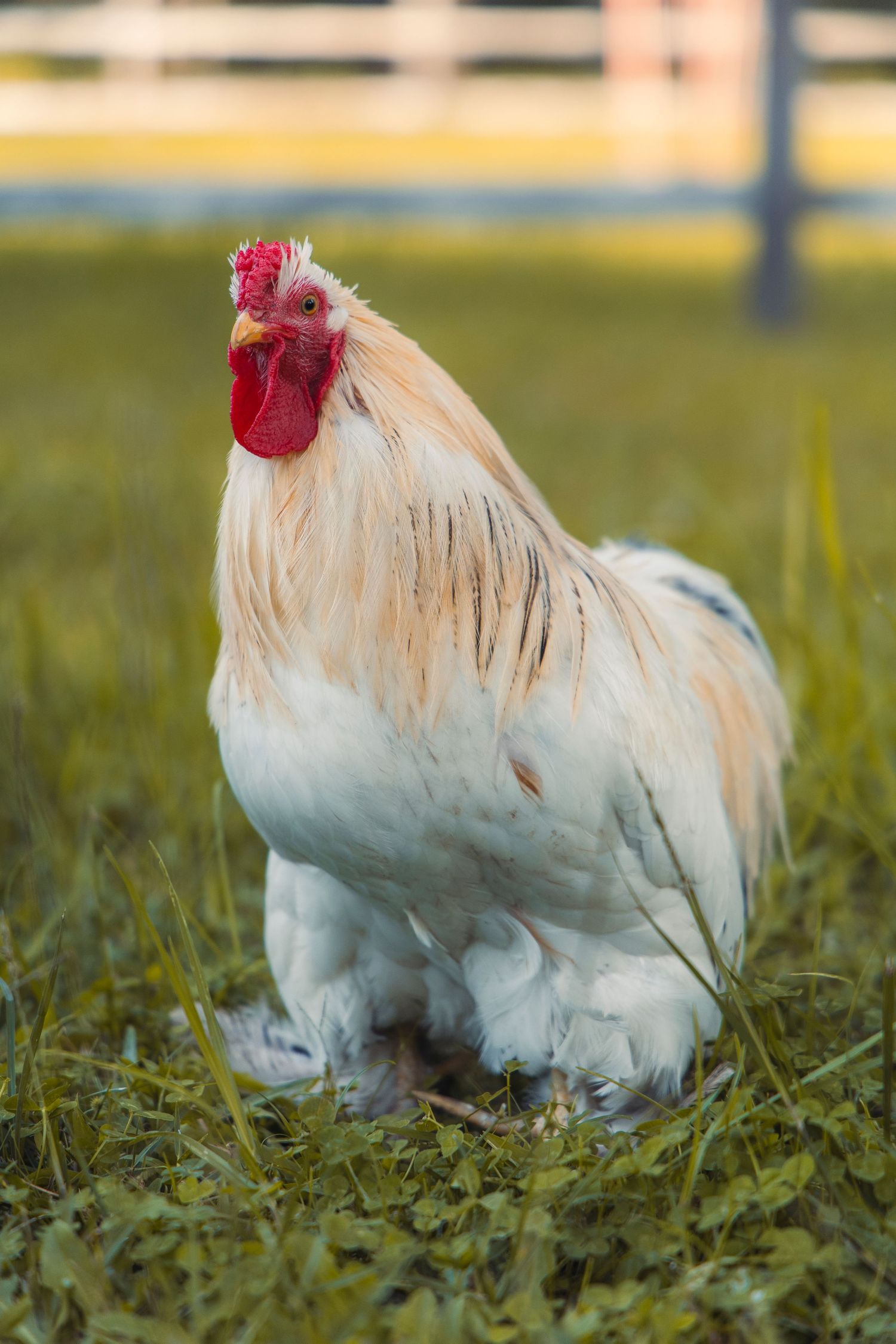A rooster on a farm