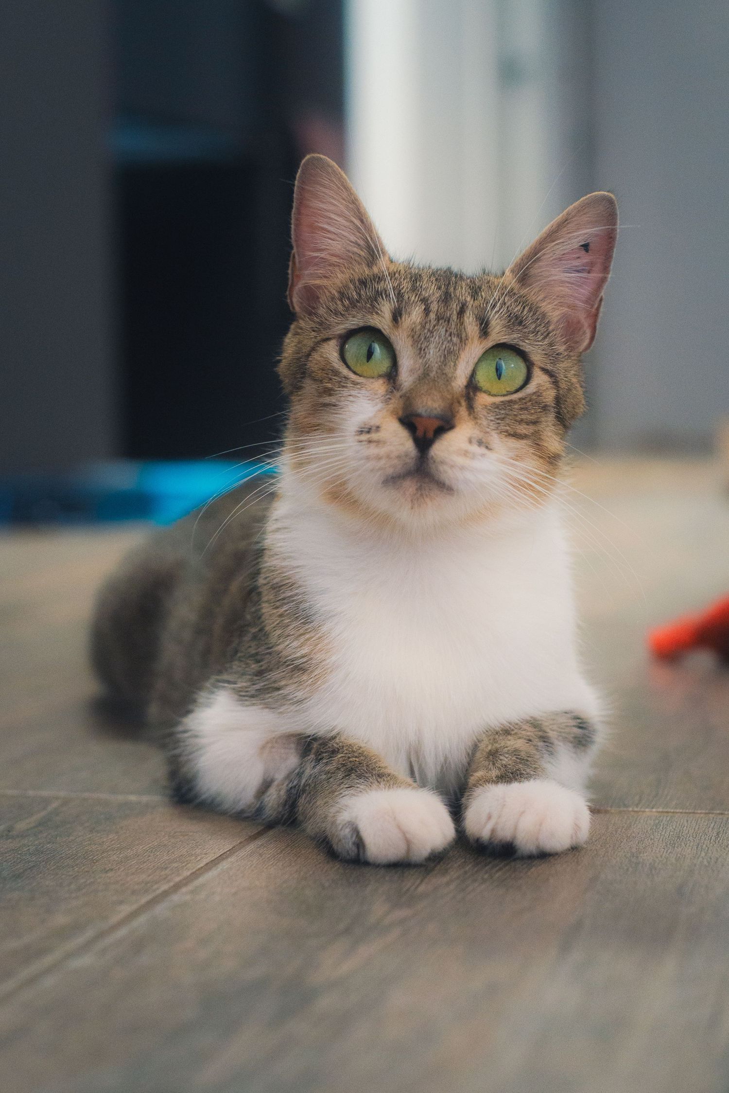 A cat