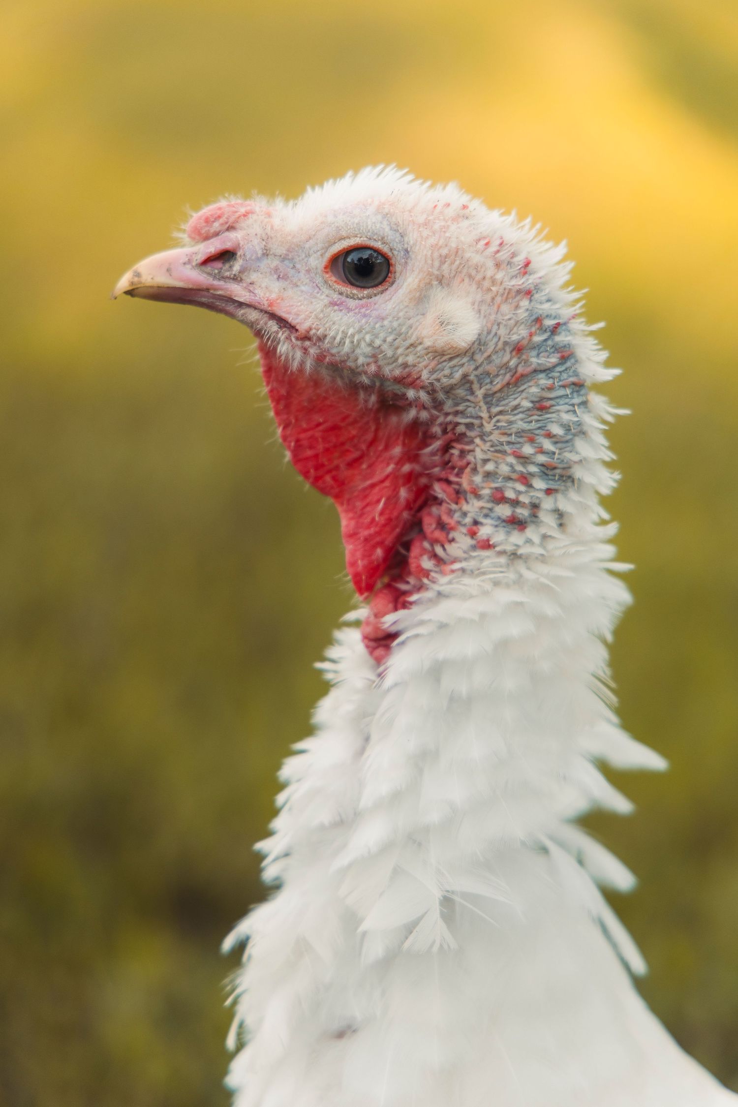 A turkey on a farm