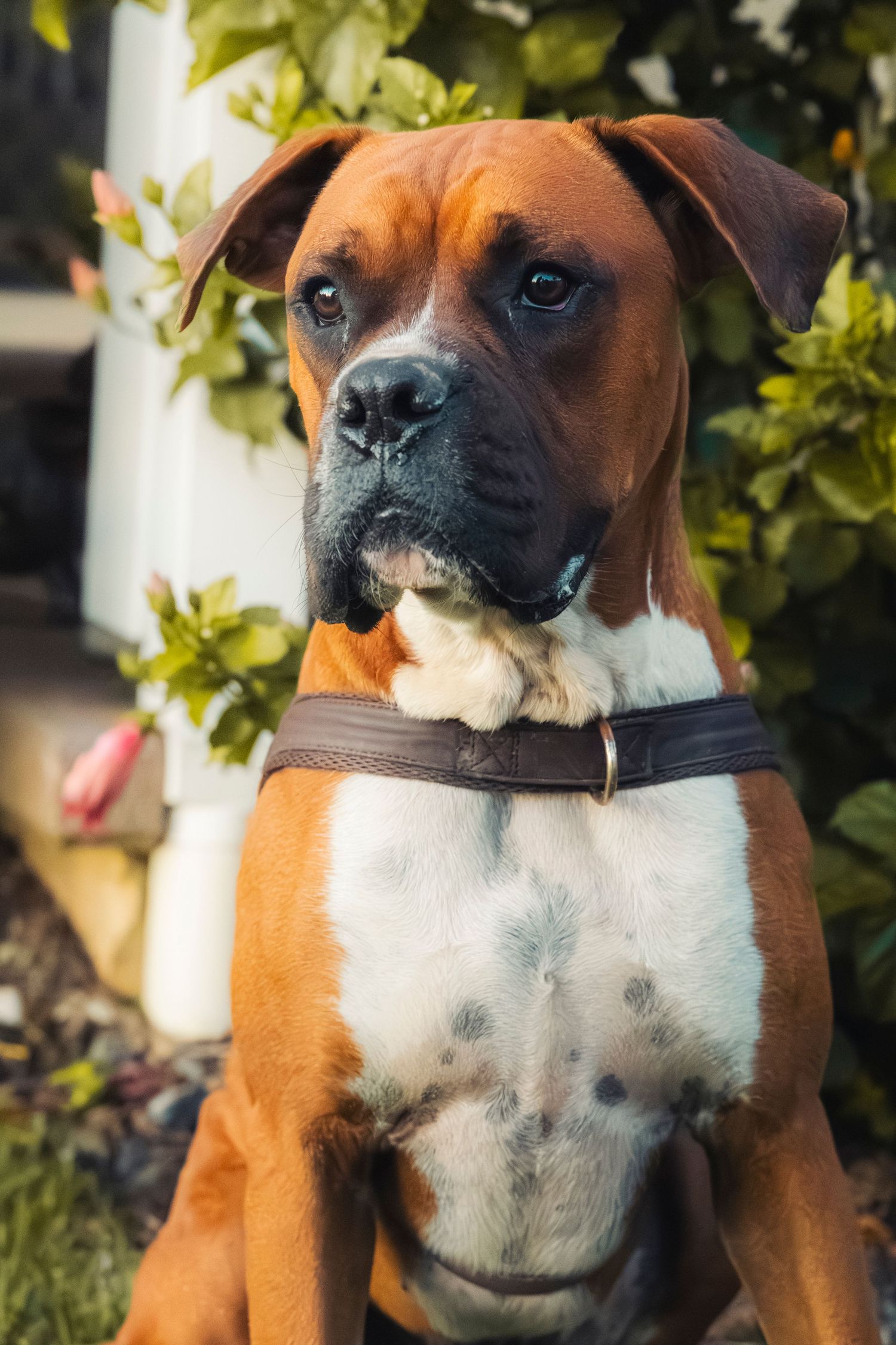 A dog in a garden