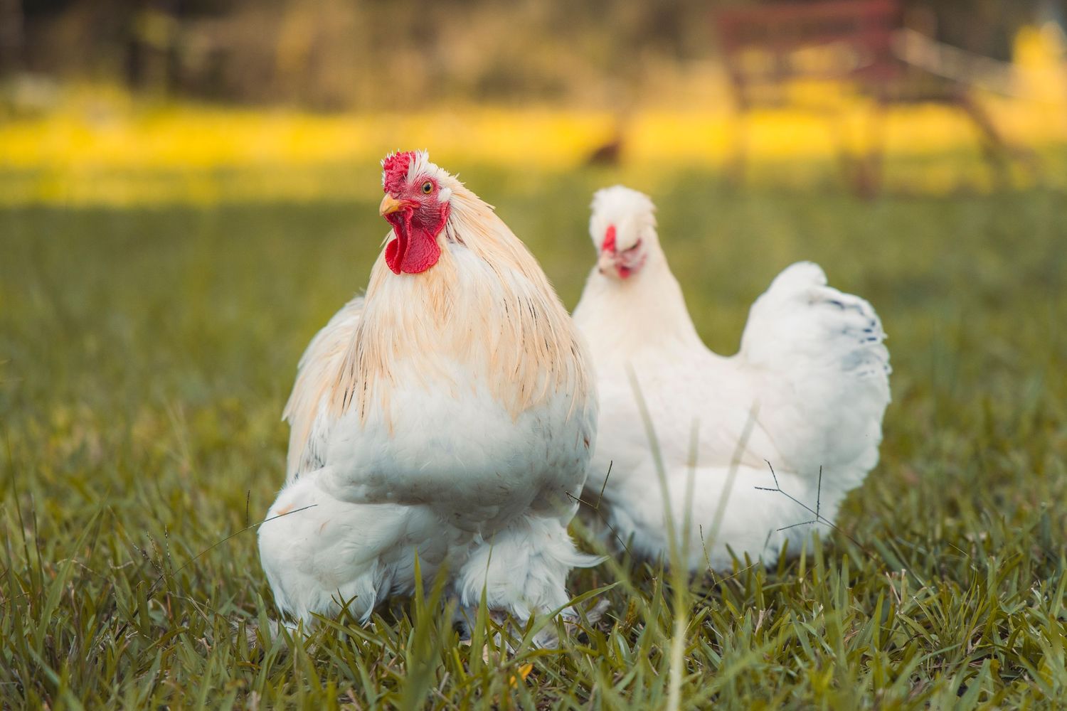 Some chickens on a farm