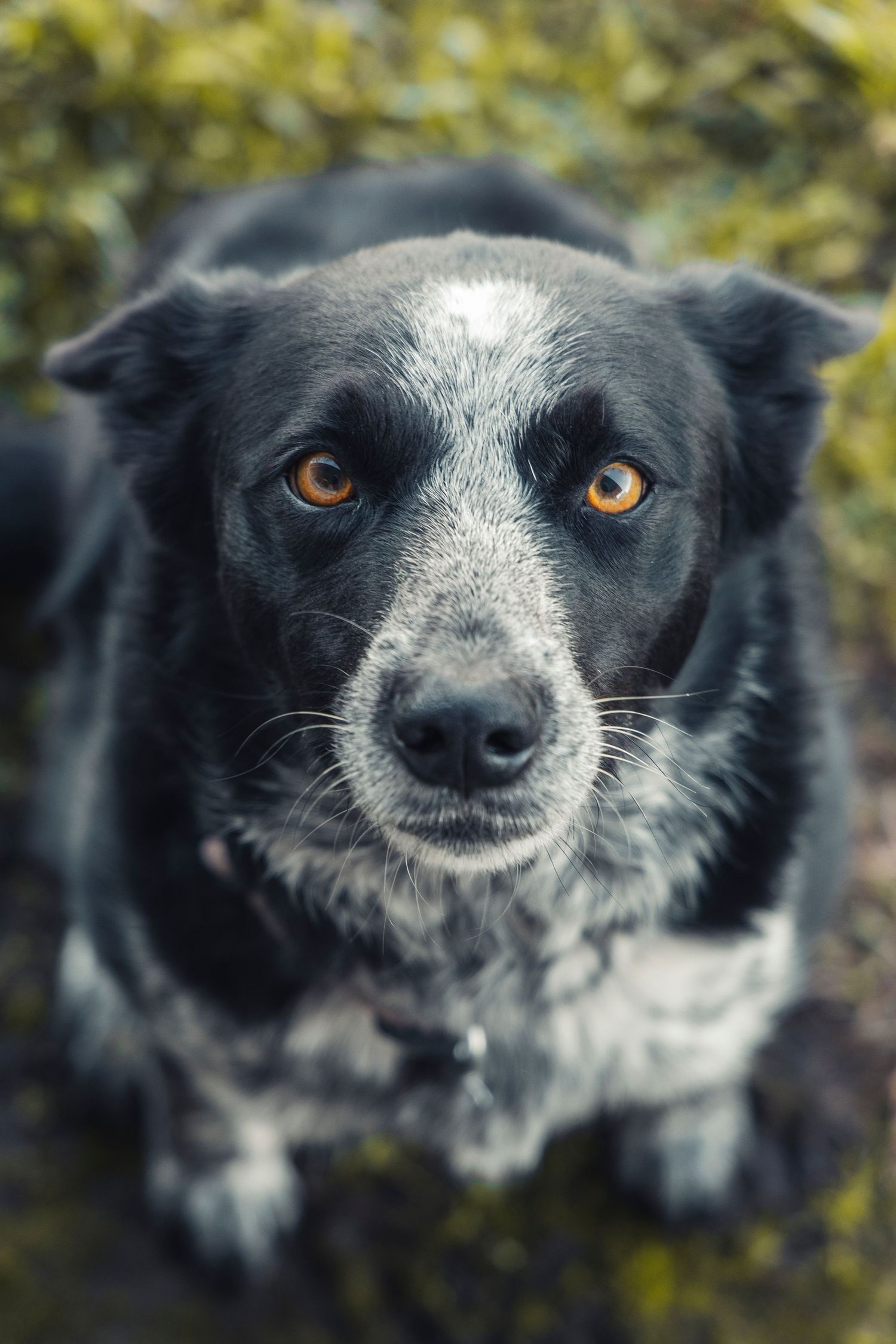 A dog on a farm