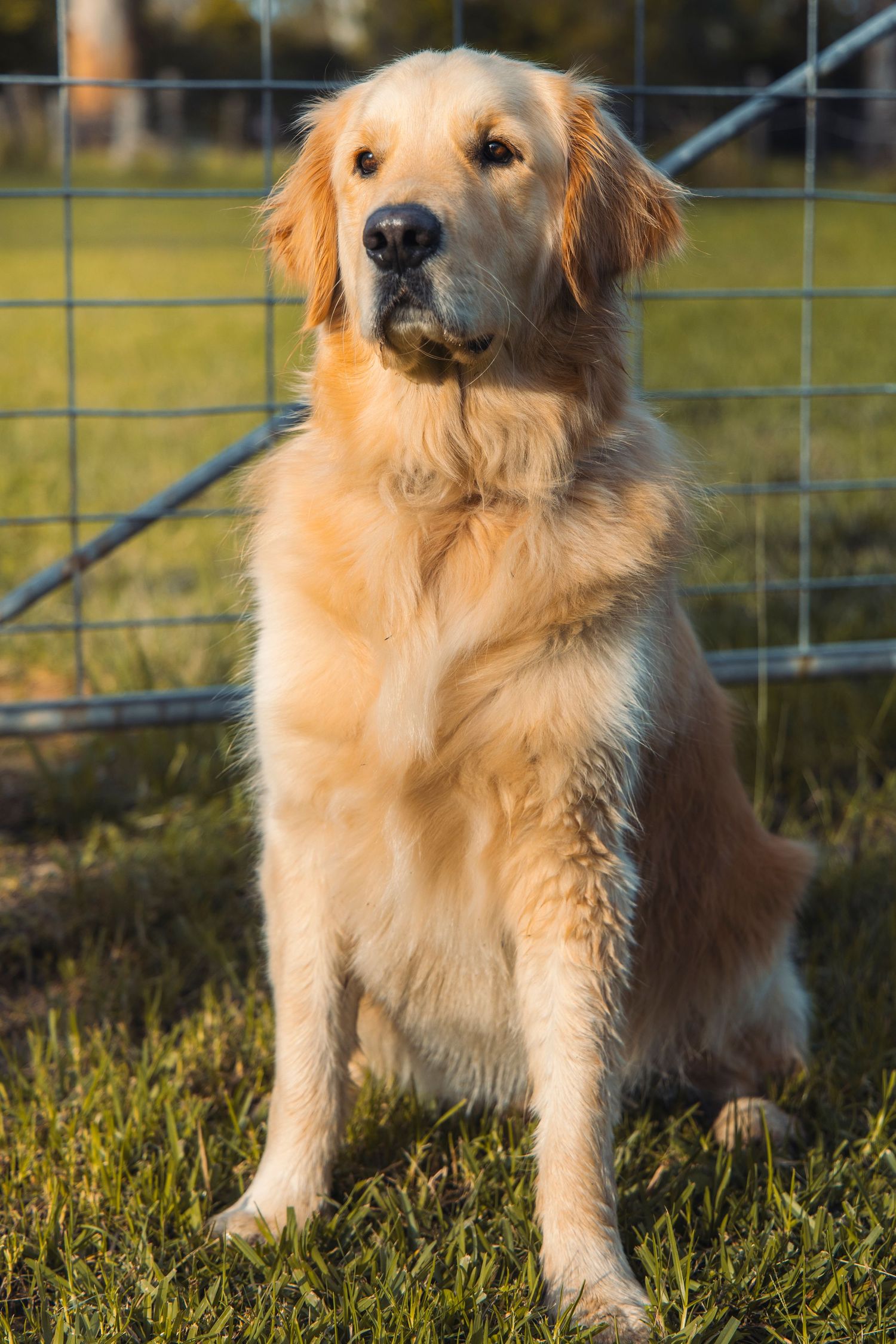 A dog on a farm