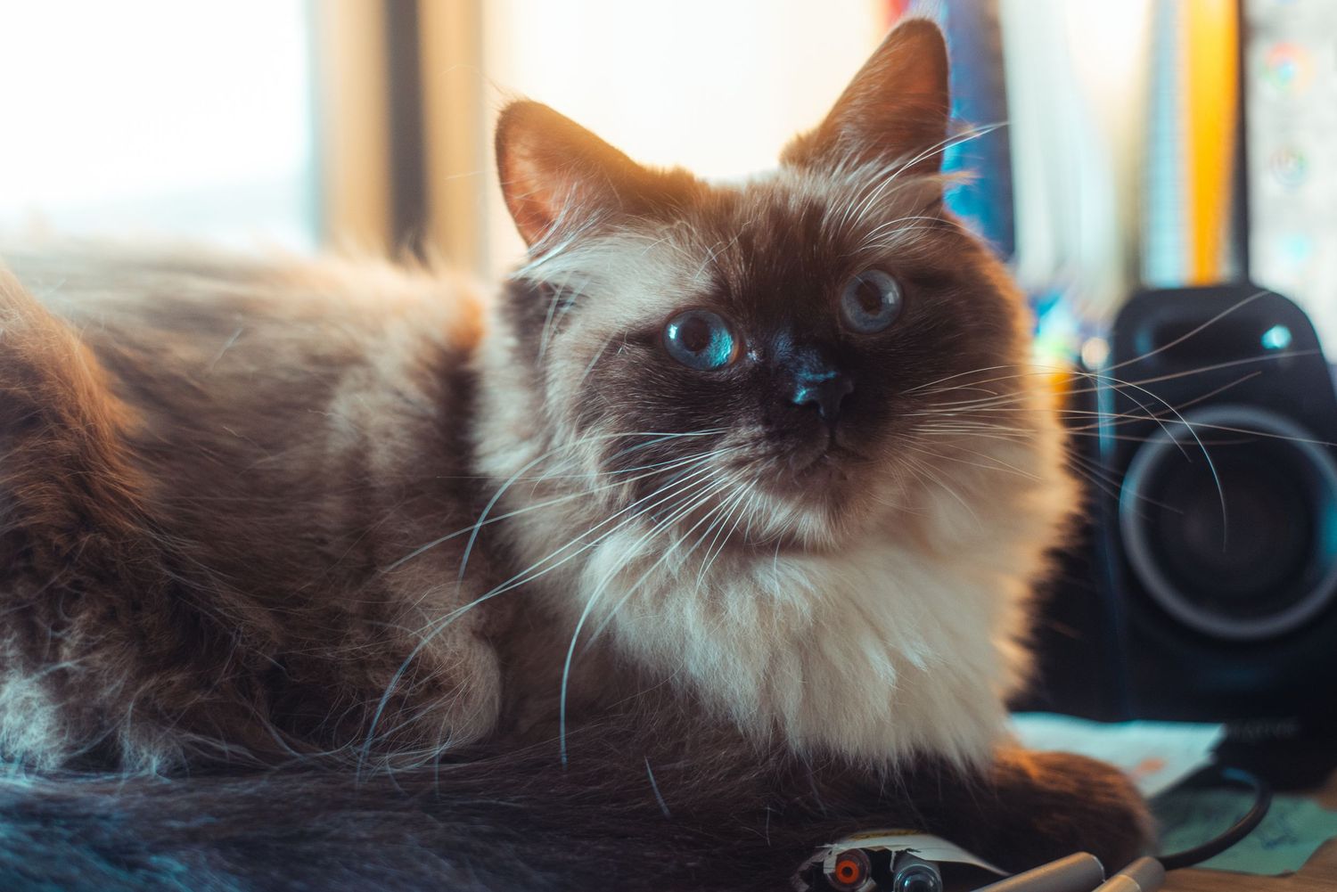 A cat