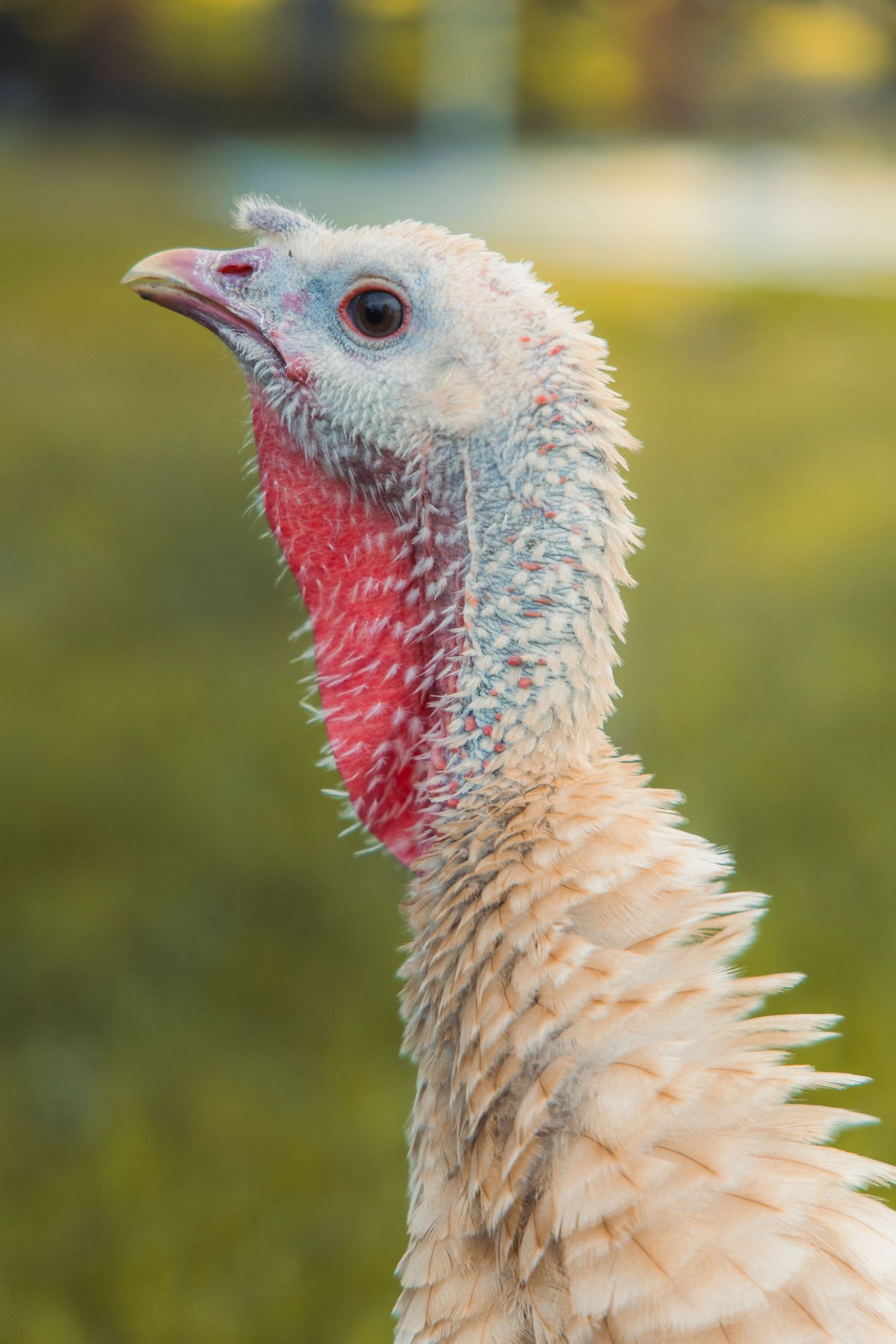 A turkey on a farm