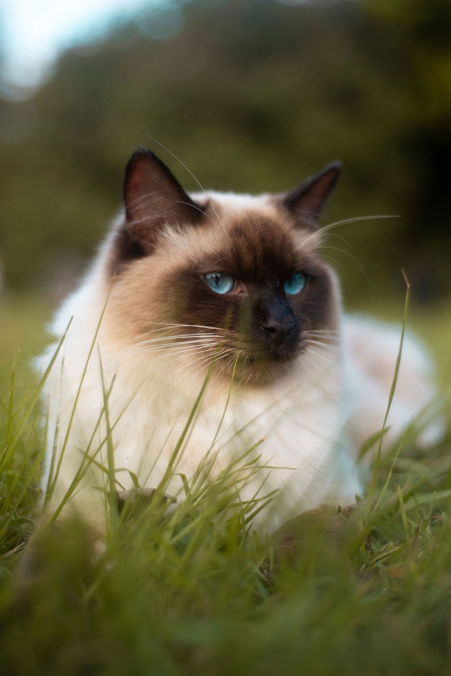 A cat in a garden
