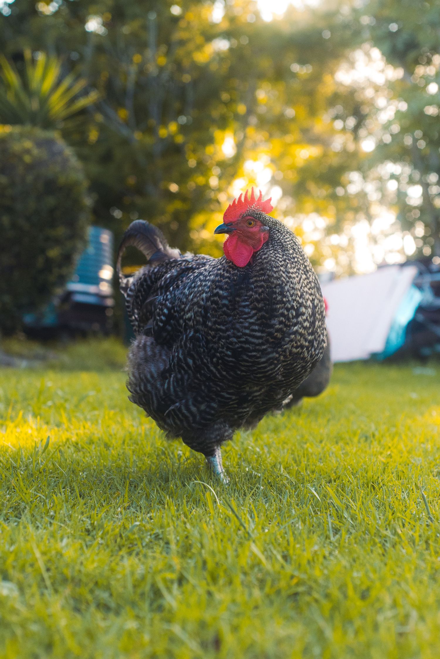 A rooster on a farm