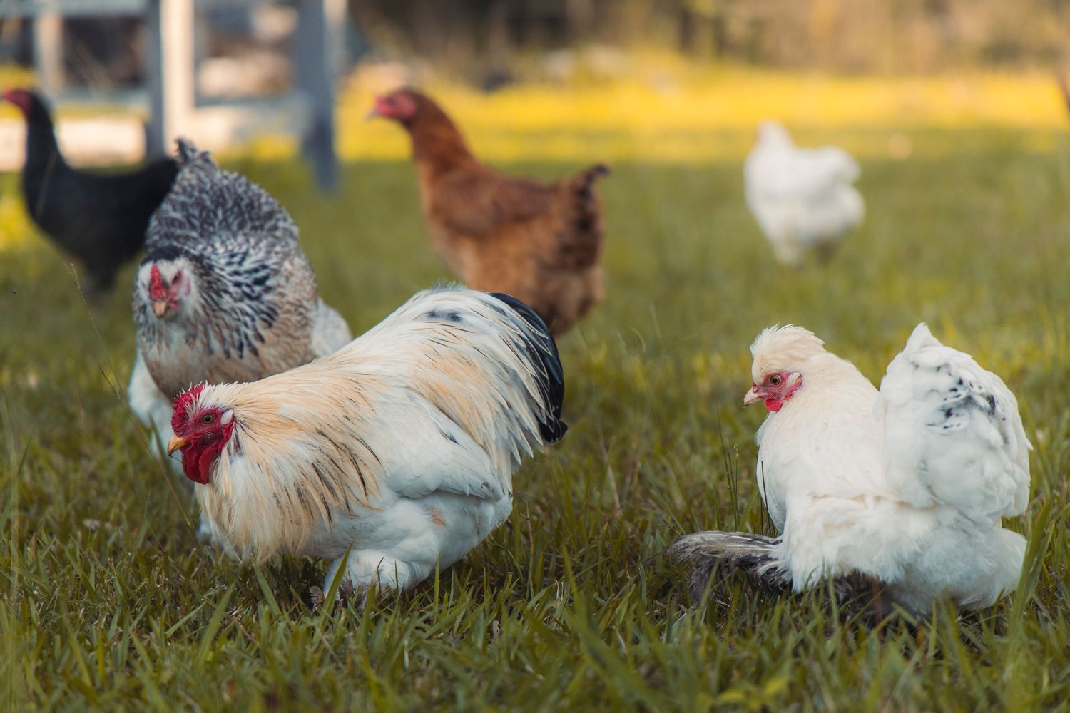 Some chickens on a farm