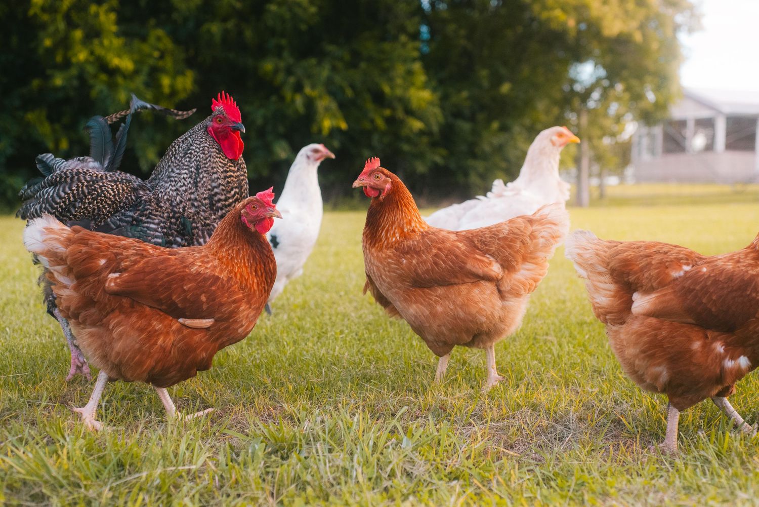 Some chickens on a farm