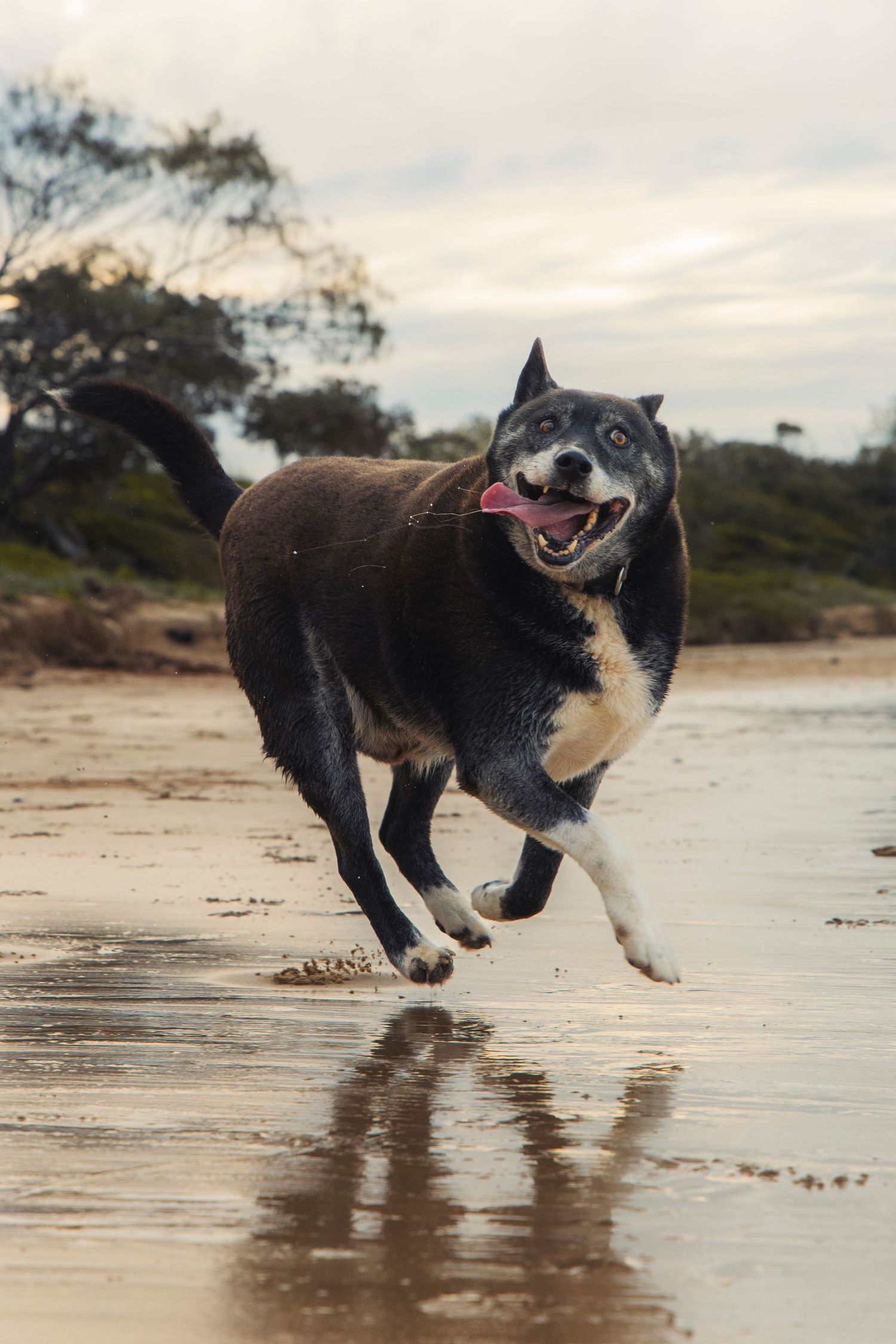 A dog on a beach