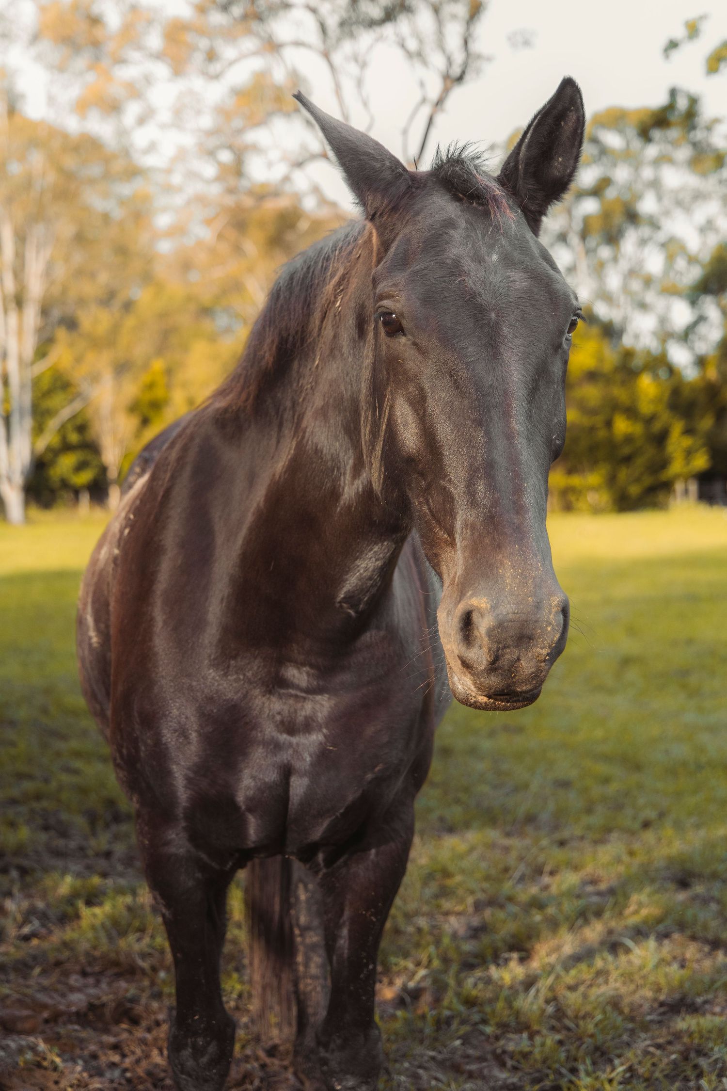 A horse on a farm