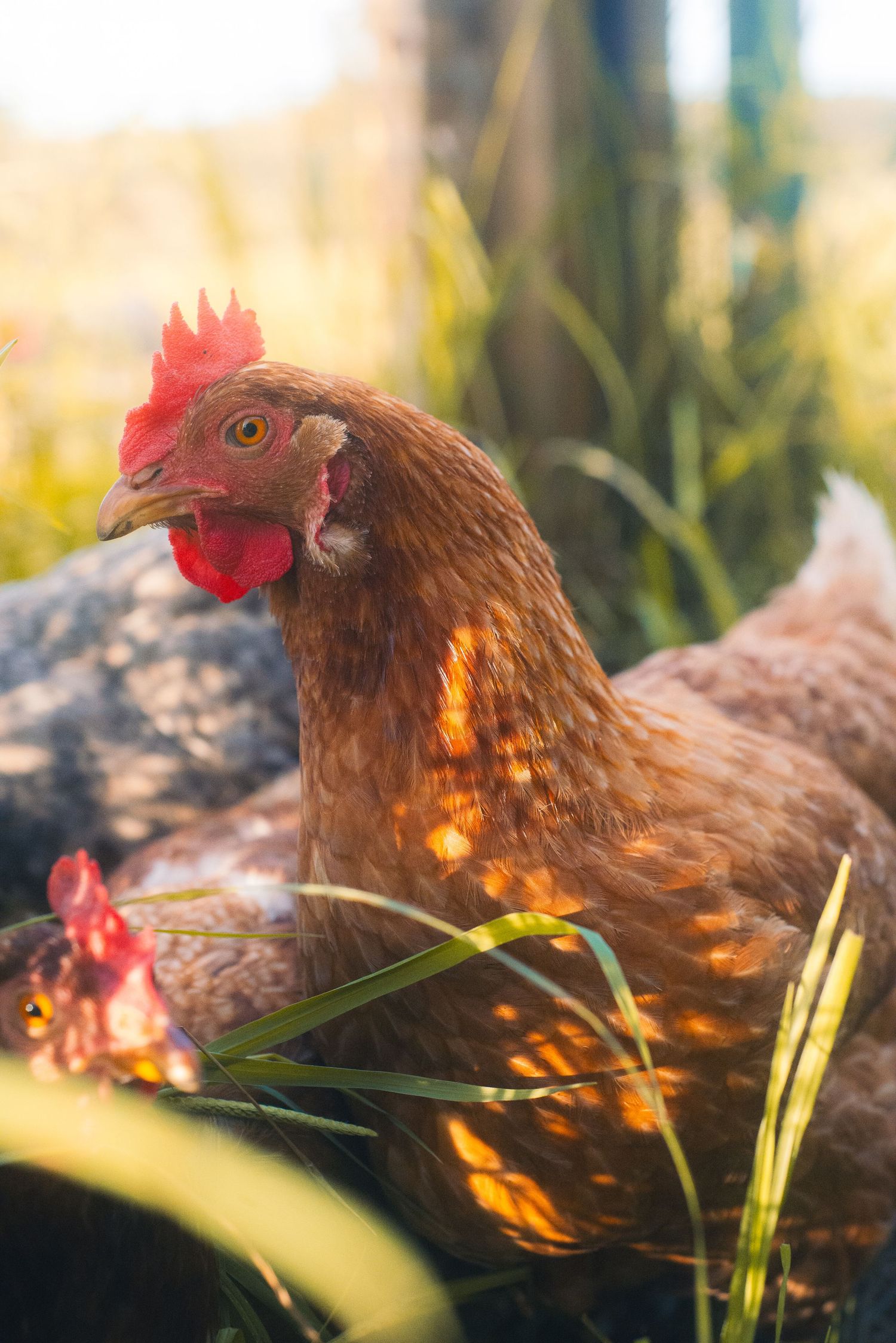 Some chickens on a farm