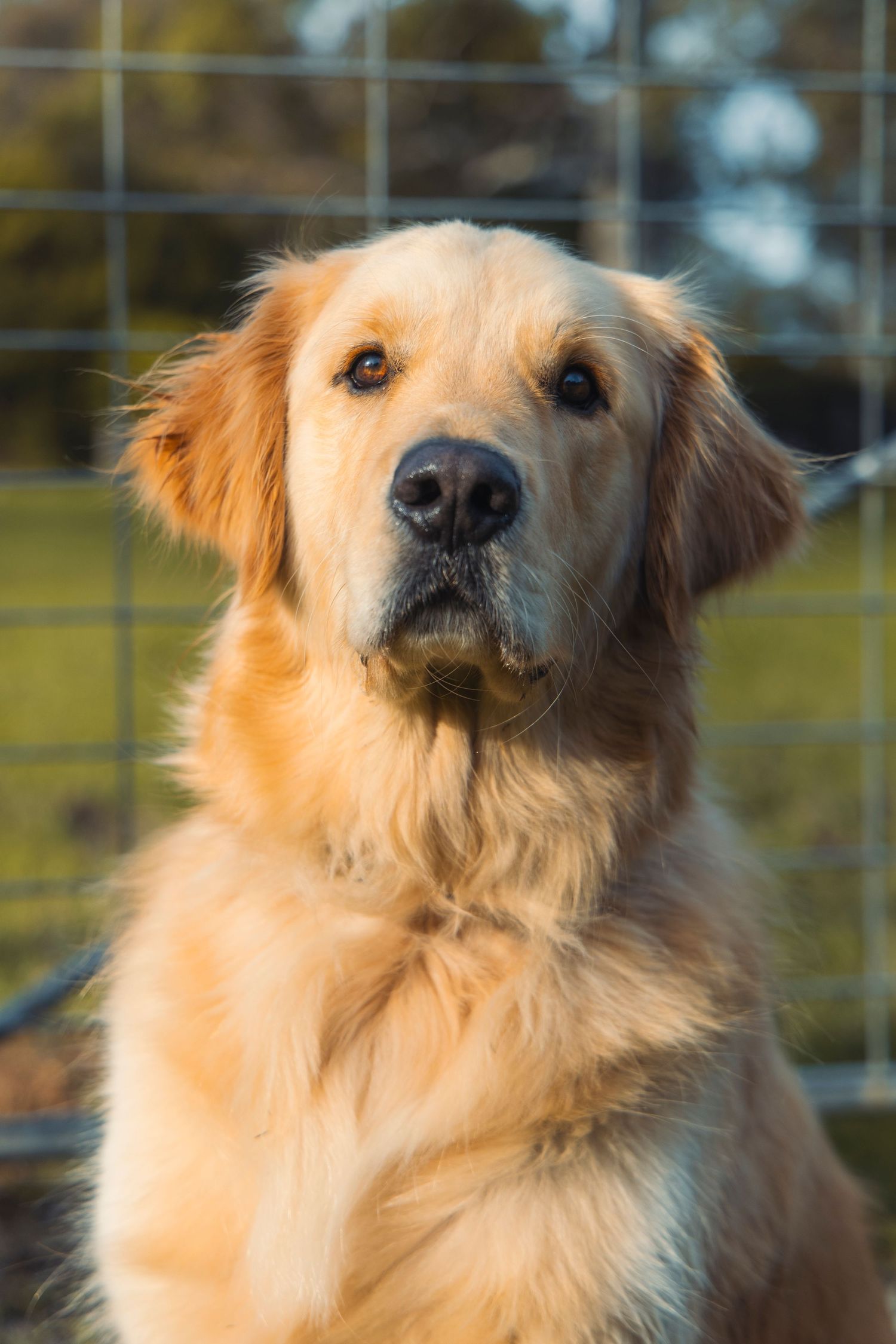 A dog on a farm