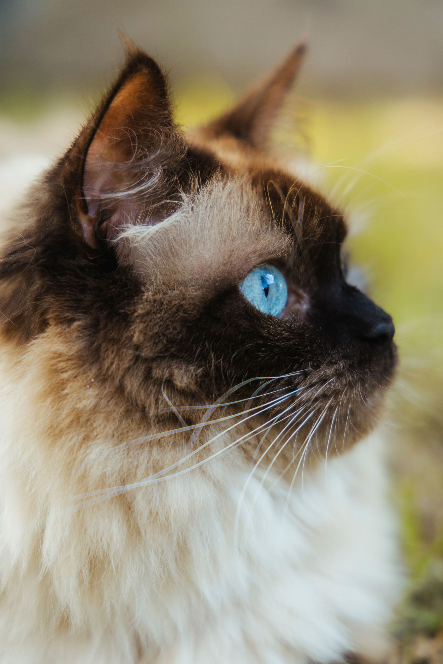 A cat in a garden