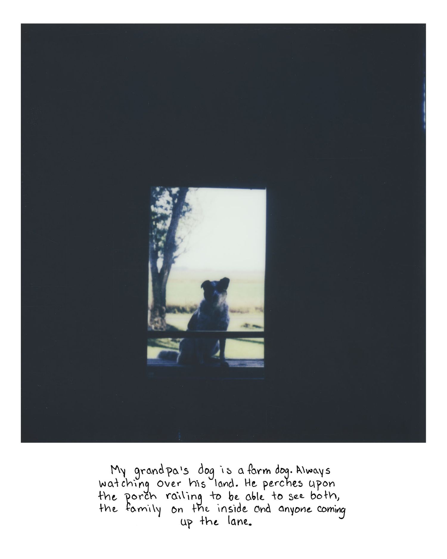 Sierrah Elizabeth Photography's senior exhibition project, a scanned polaroid image of a dog.
