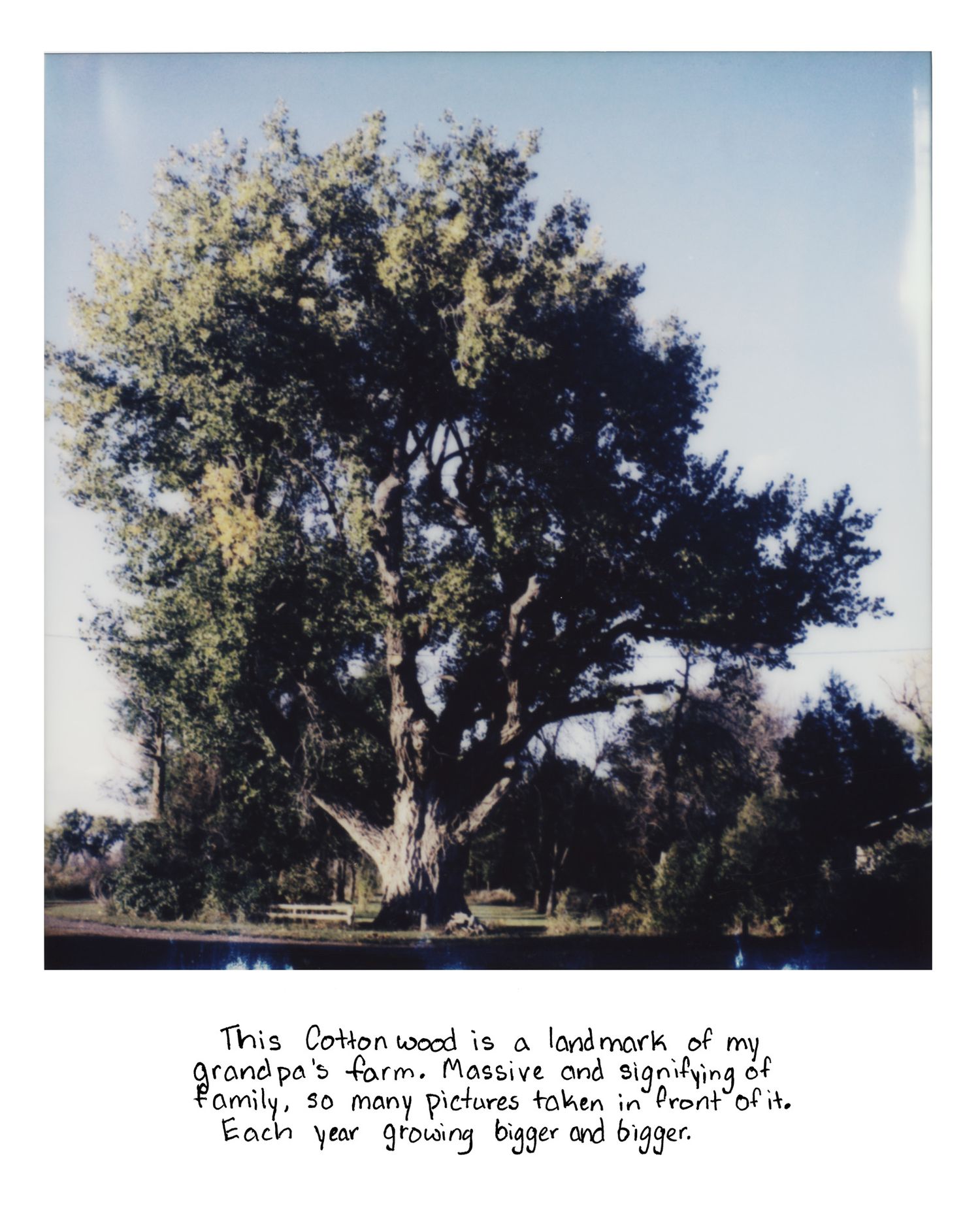 Sierrah Elizabeth Photography's senior exhibition project, a scanned polaroid image of a cottonwood tree on the farm.