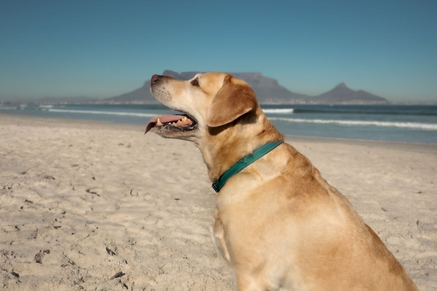 Pet photography
dog
cat
 puppies 
action 
 playing
sleeping
 running
candid 
portrait
lifestyle
Park 
forest 
sea 
ocean
