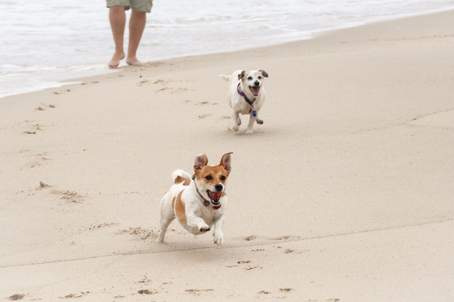 Pet photography
dog
cat
 puppies 
action 
 playing
sleeping
 running
candid 
portrait
lifestyle
Park 
forest 
sea 
indoor 
outdoor
ocean
