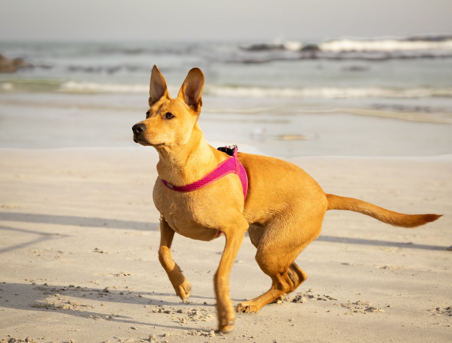 Pet photography
dog
cat
 puppies 
action 
 playing
sleeping
 running
candid 
portrait
lifestyle
Park 
forest 
sea 
ocean