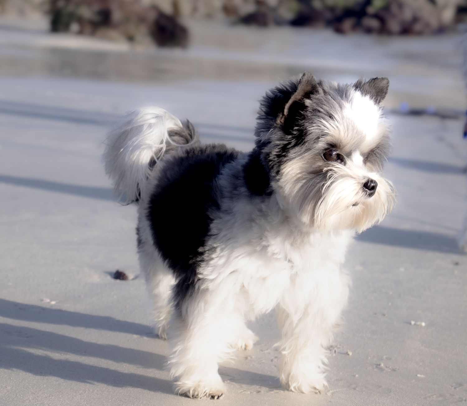 Pet photography
dog
cat
 puppies 
action 
 playing
sleeping
 running
candid 
portrait
lifestyle
Park 
forest 
sea 
ocean
indoor and outdoor