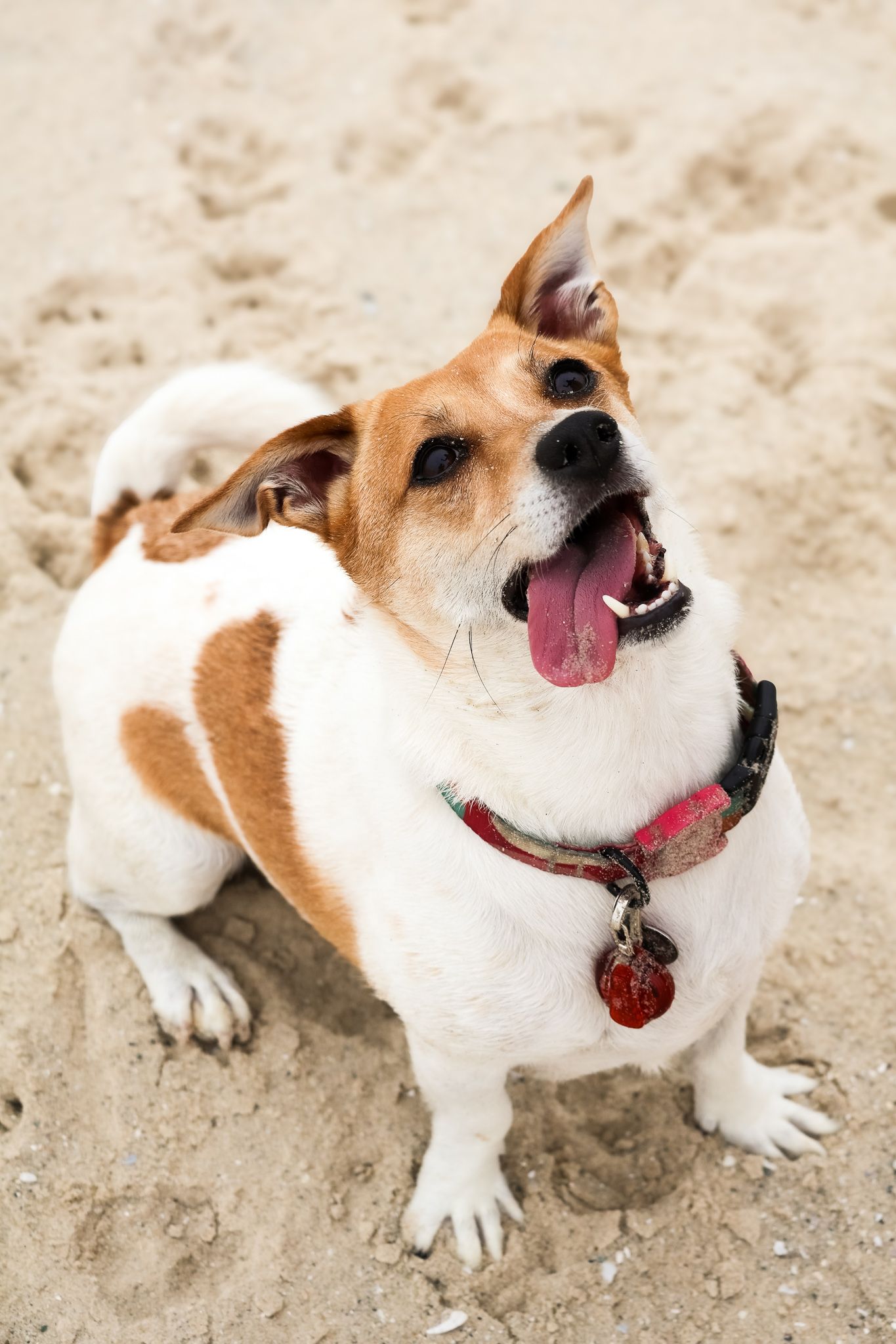 Pet photography
dog
cat
 puppies 
action 
 playing
sleeping
 running
candid 
portrait
lifestyle
Park 
forest 
sea 
ocean
indoor and outdoor