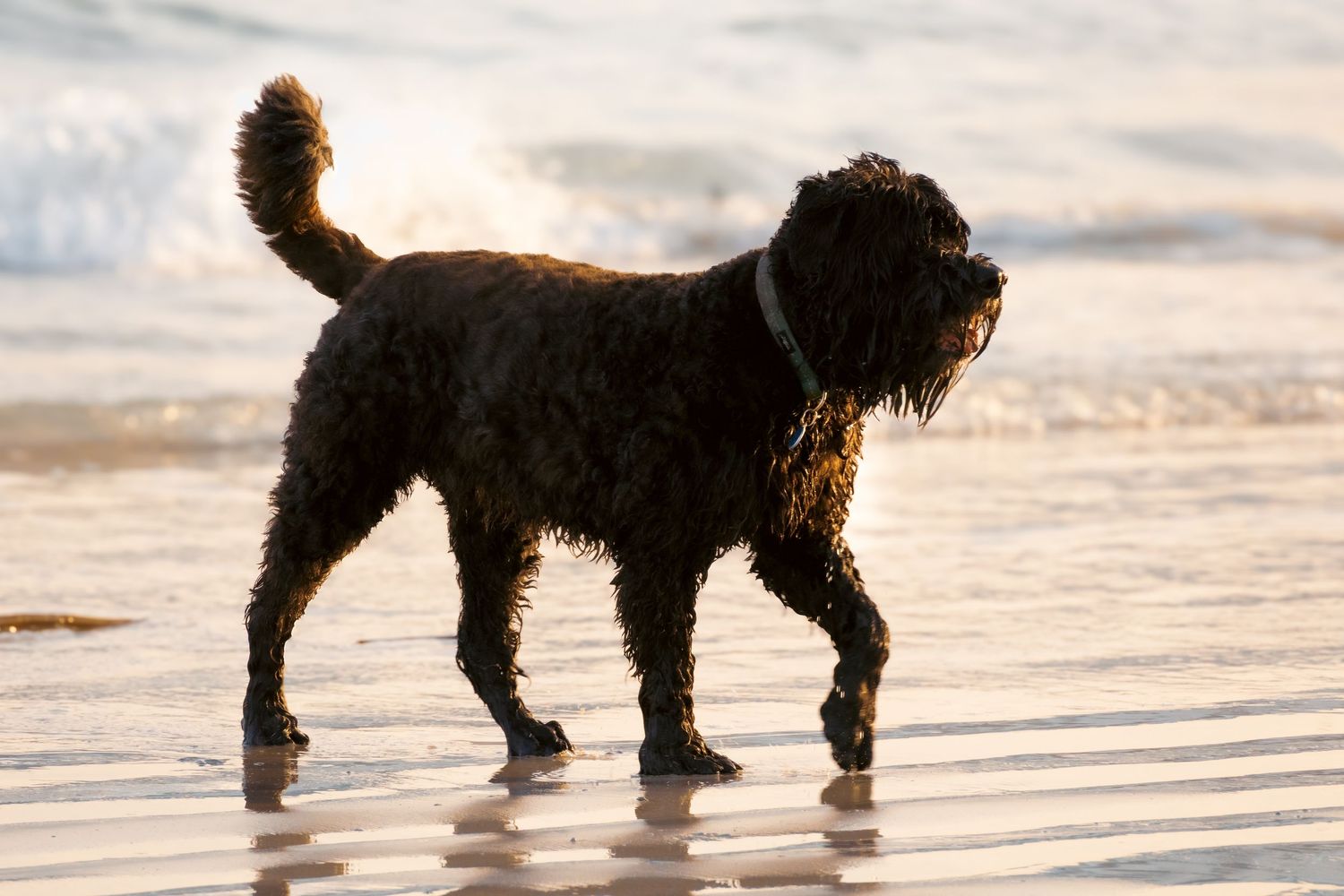 Pet photography
dog
cat
 puppies 
action 
 playing
sleeping
 running
candid 
portrait
lifestyle
Park 
forest 
sea 
ocean