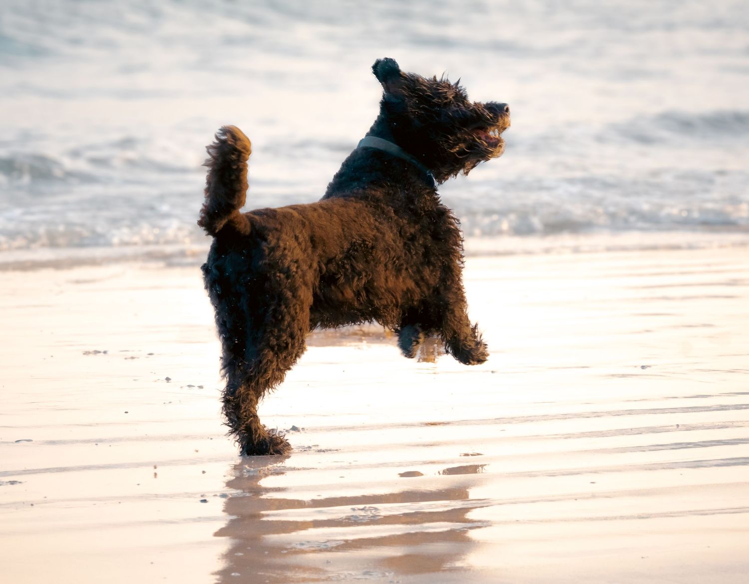 Pet photography
dog
cat
 puppies 
action 
 playing
sleeping
 running
candid 
portrait
lifestyle
Park 
forest 
sea 
ocean
indoor and outdoor
